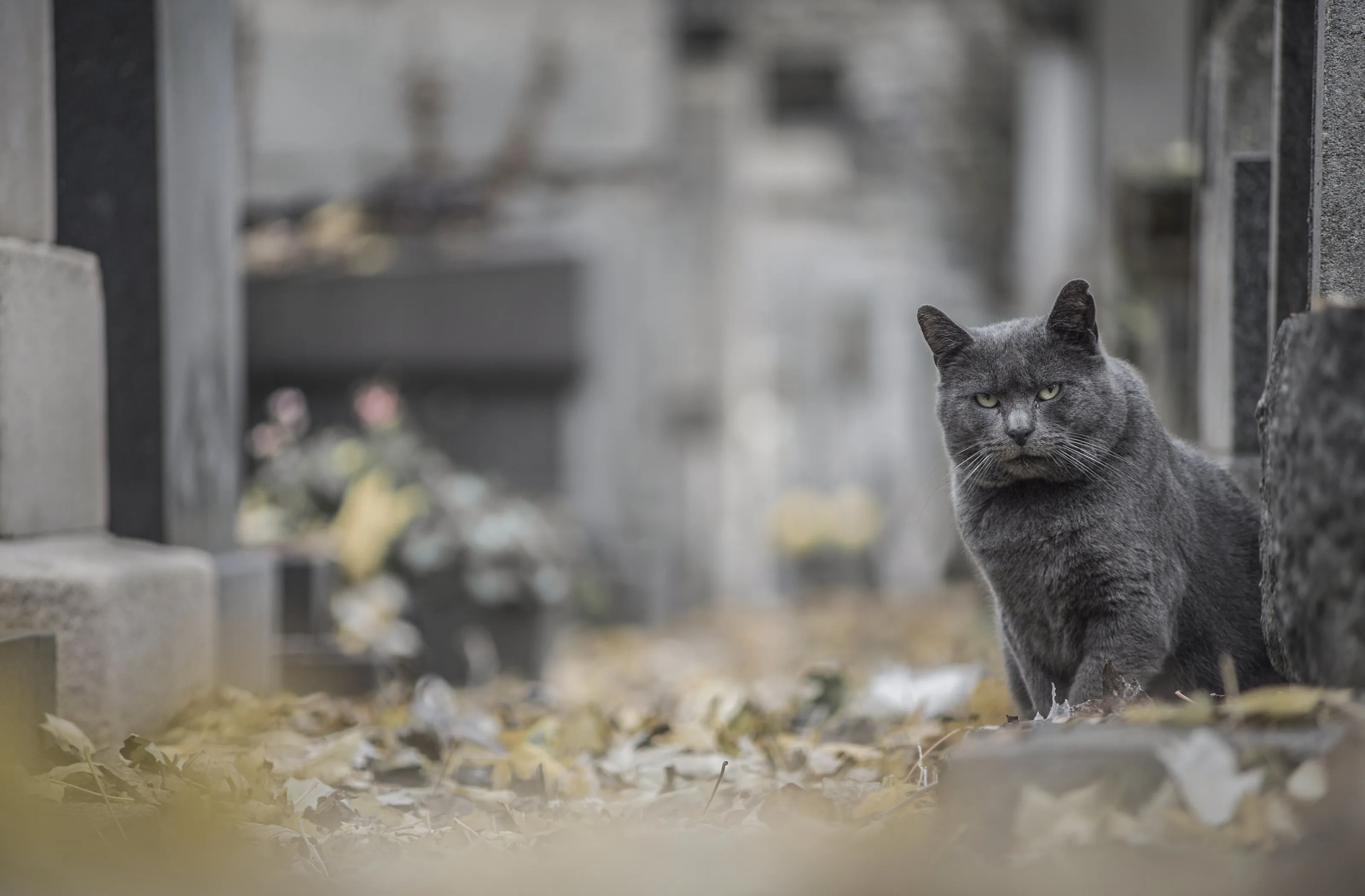 Montmartre cemetery cat