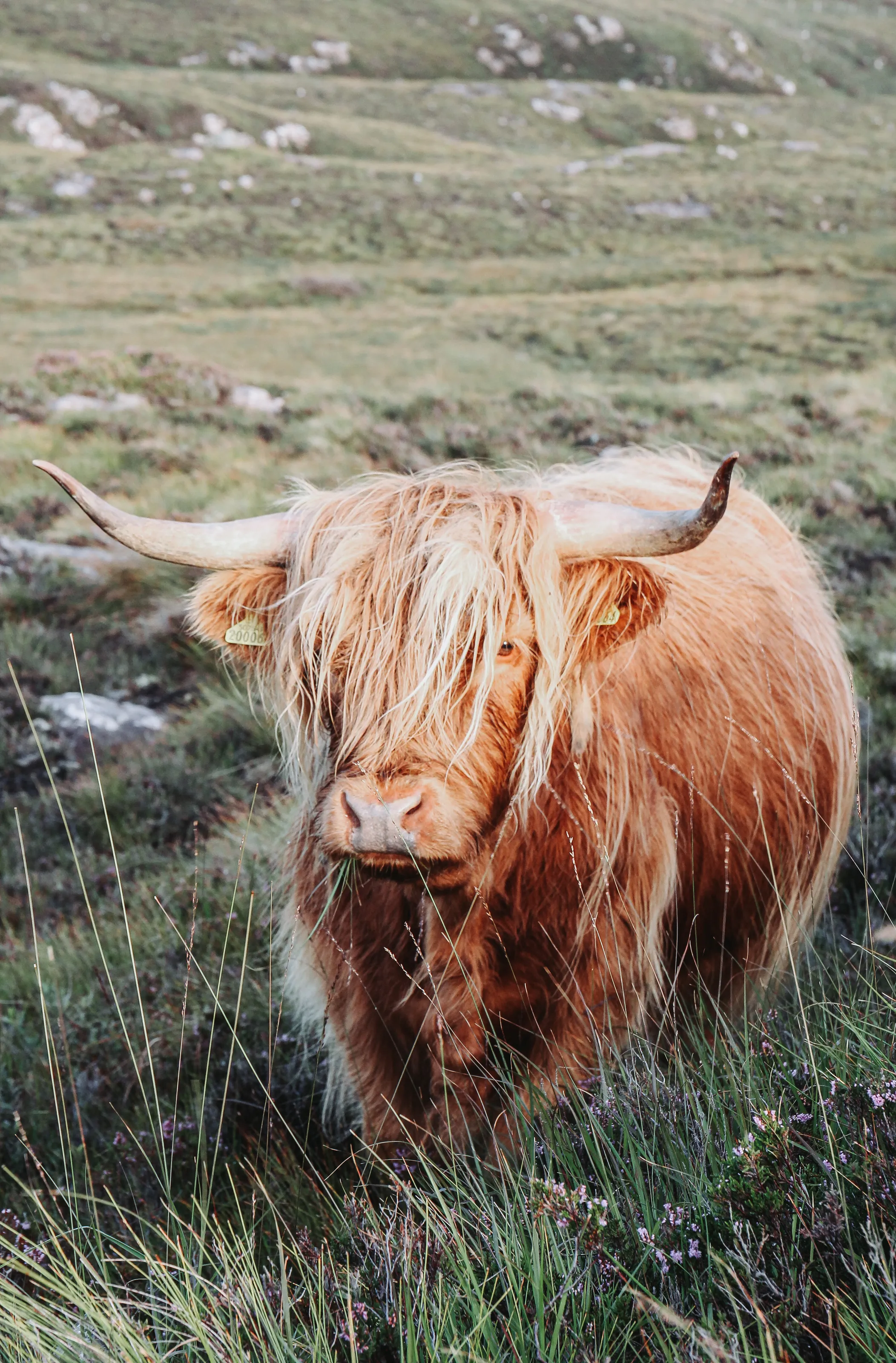 Highland ‘coo’