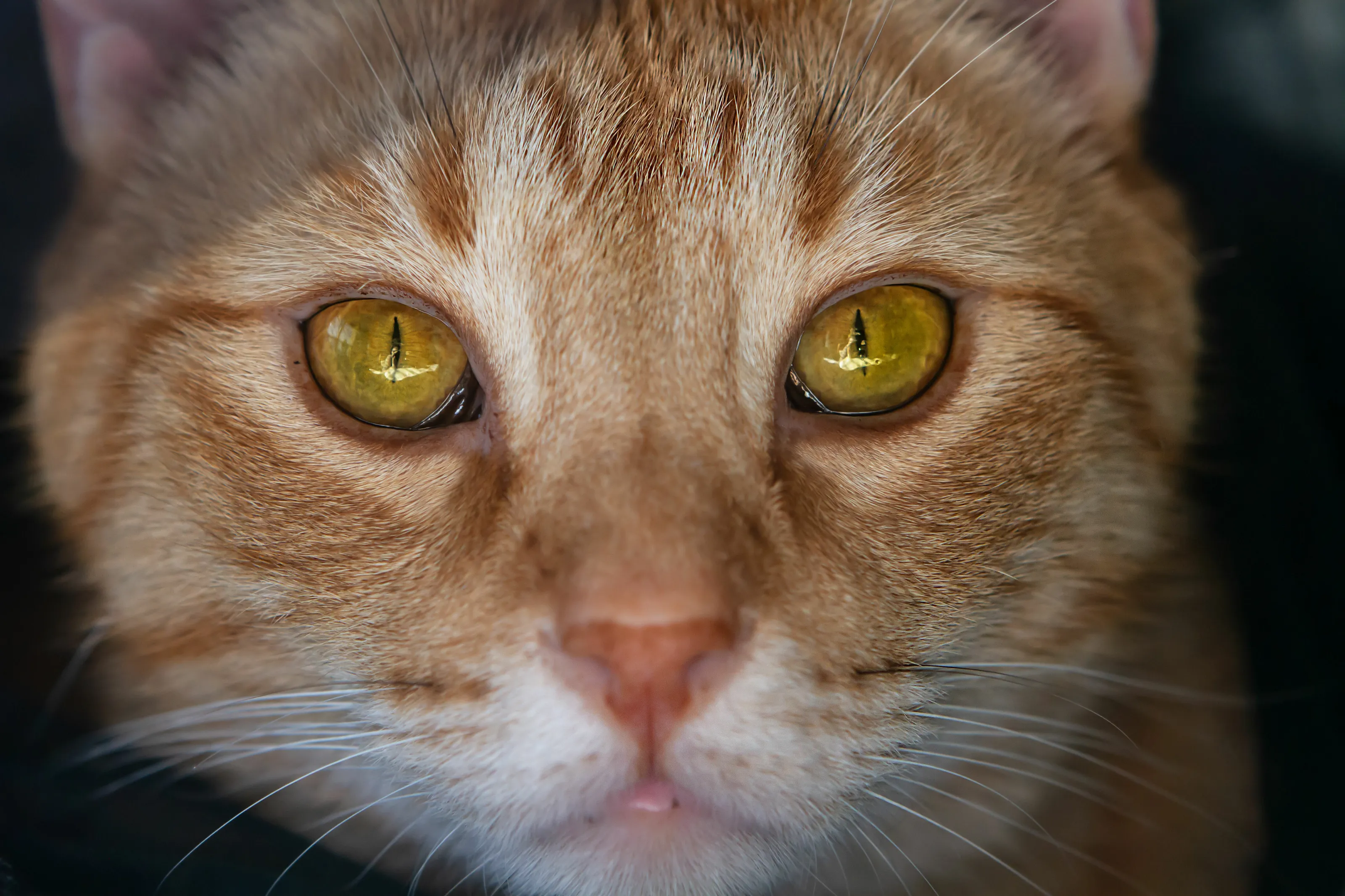 The Cat