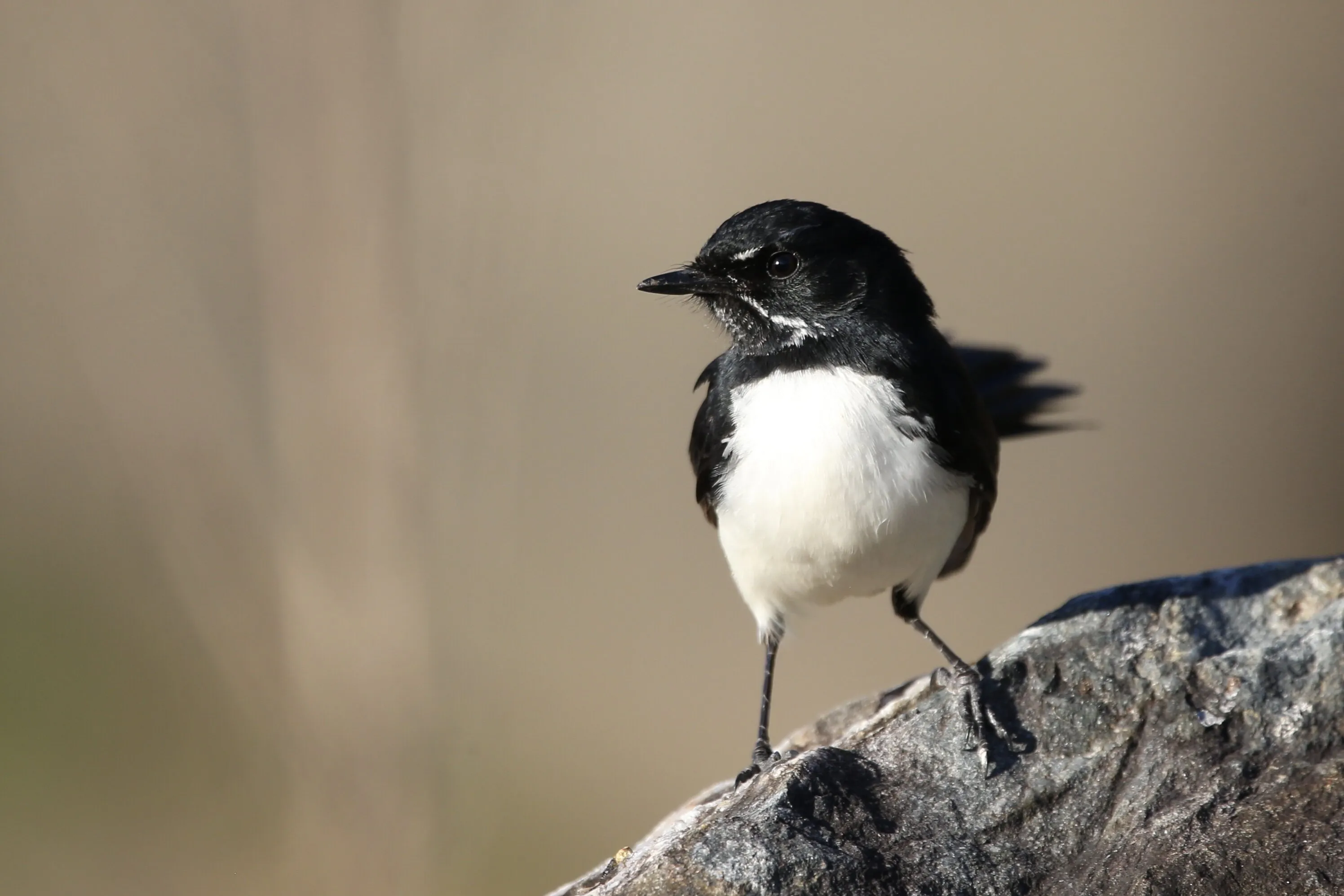 Willie wagtail