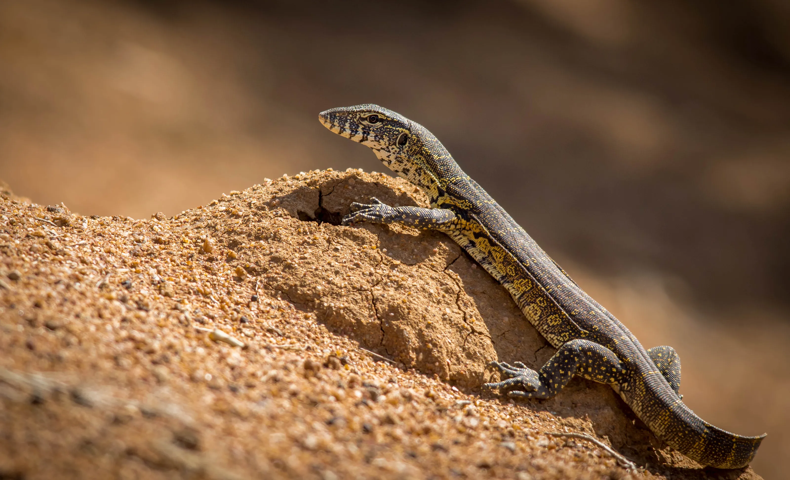 Monitor lizard