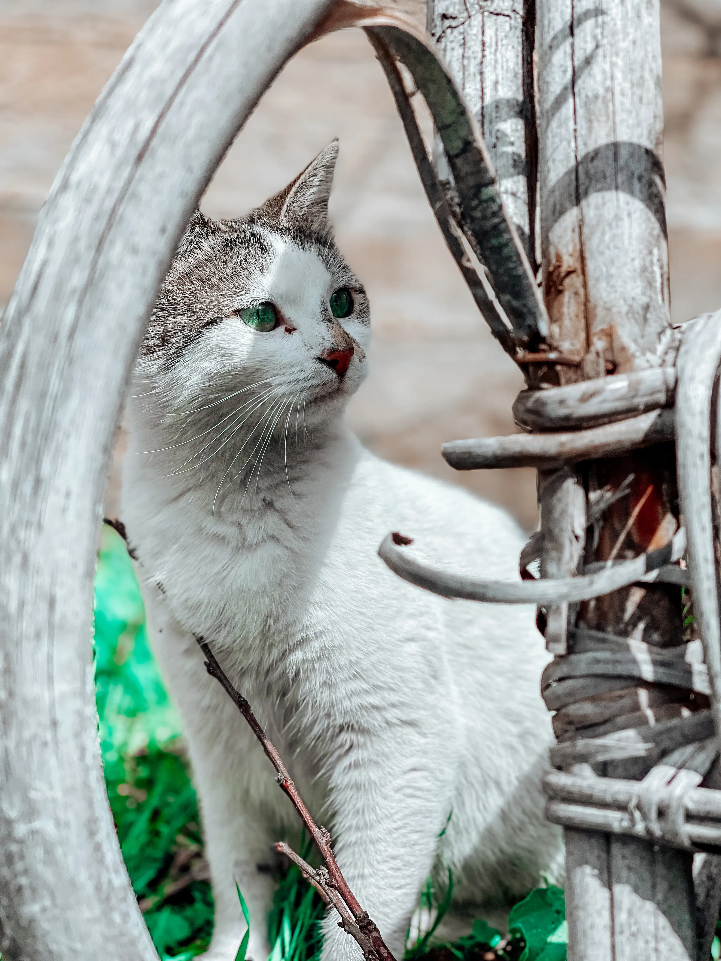 Cat with a green eye