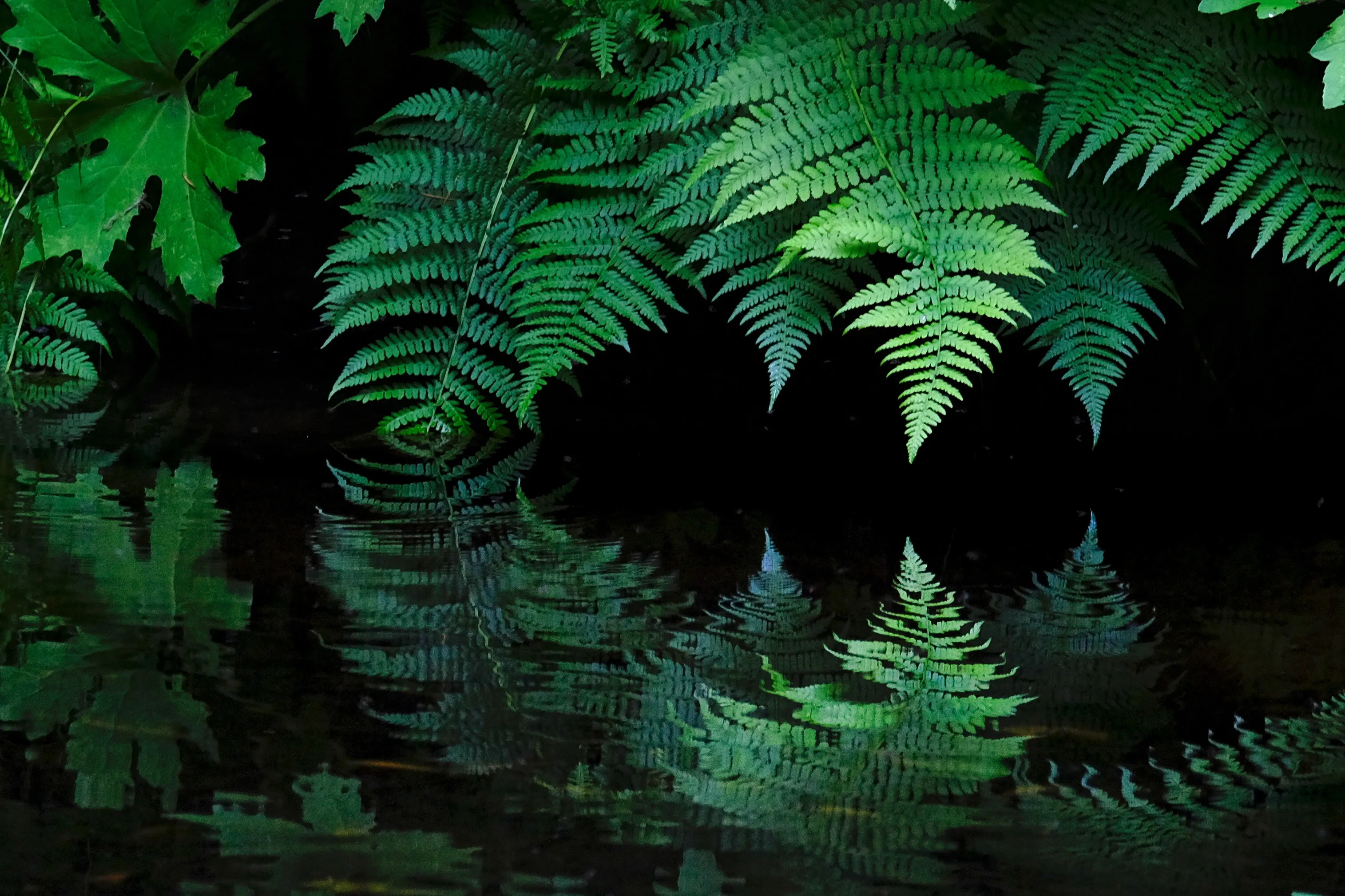 Secrets of the Forest