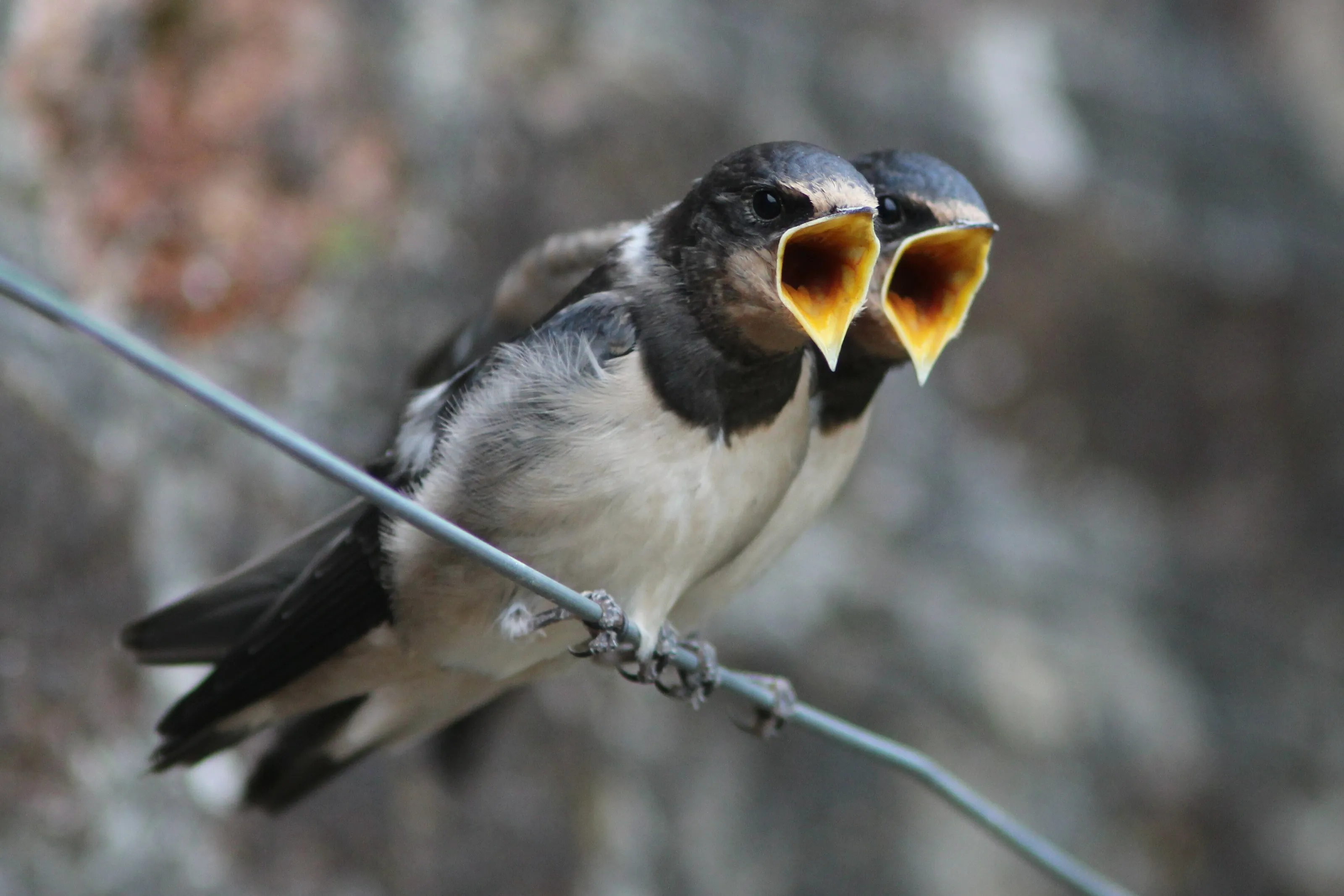 Feed me!