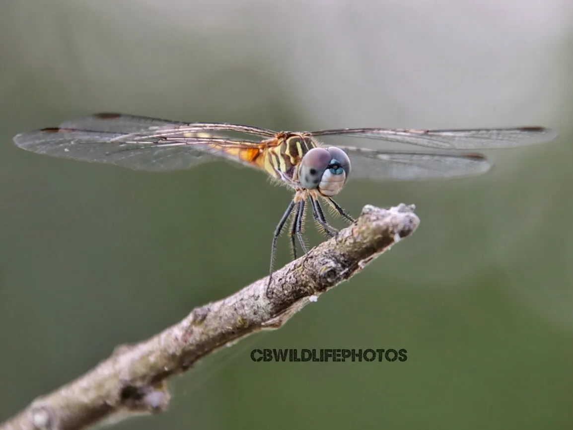 Dragonfly on watch