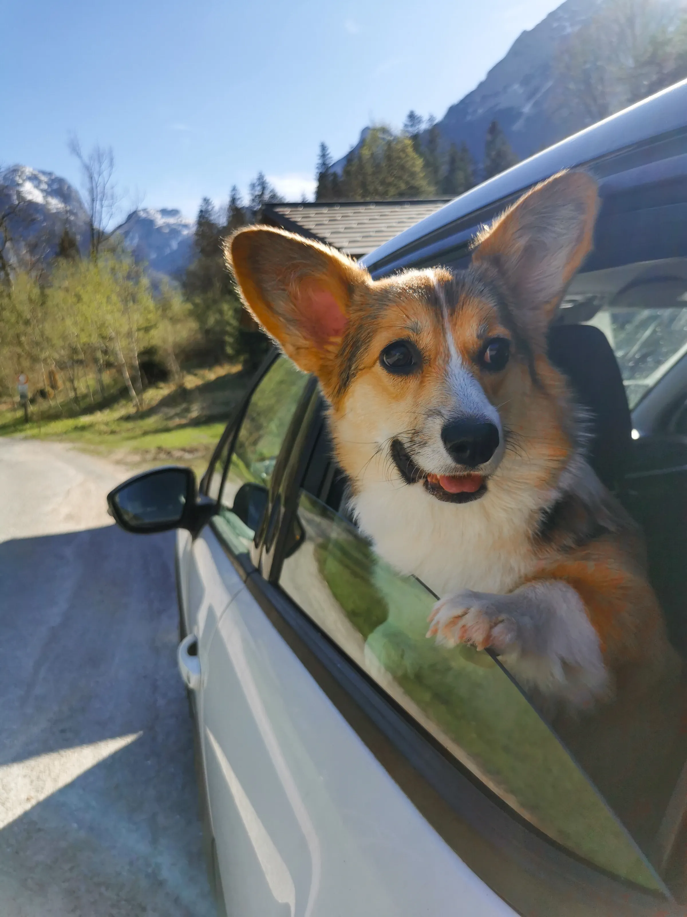 Gouda the Hiking corgi