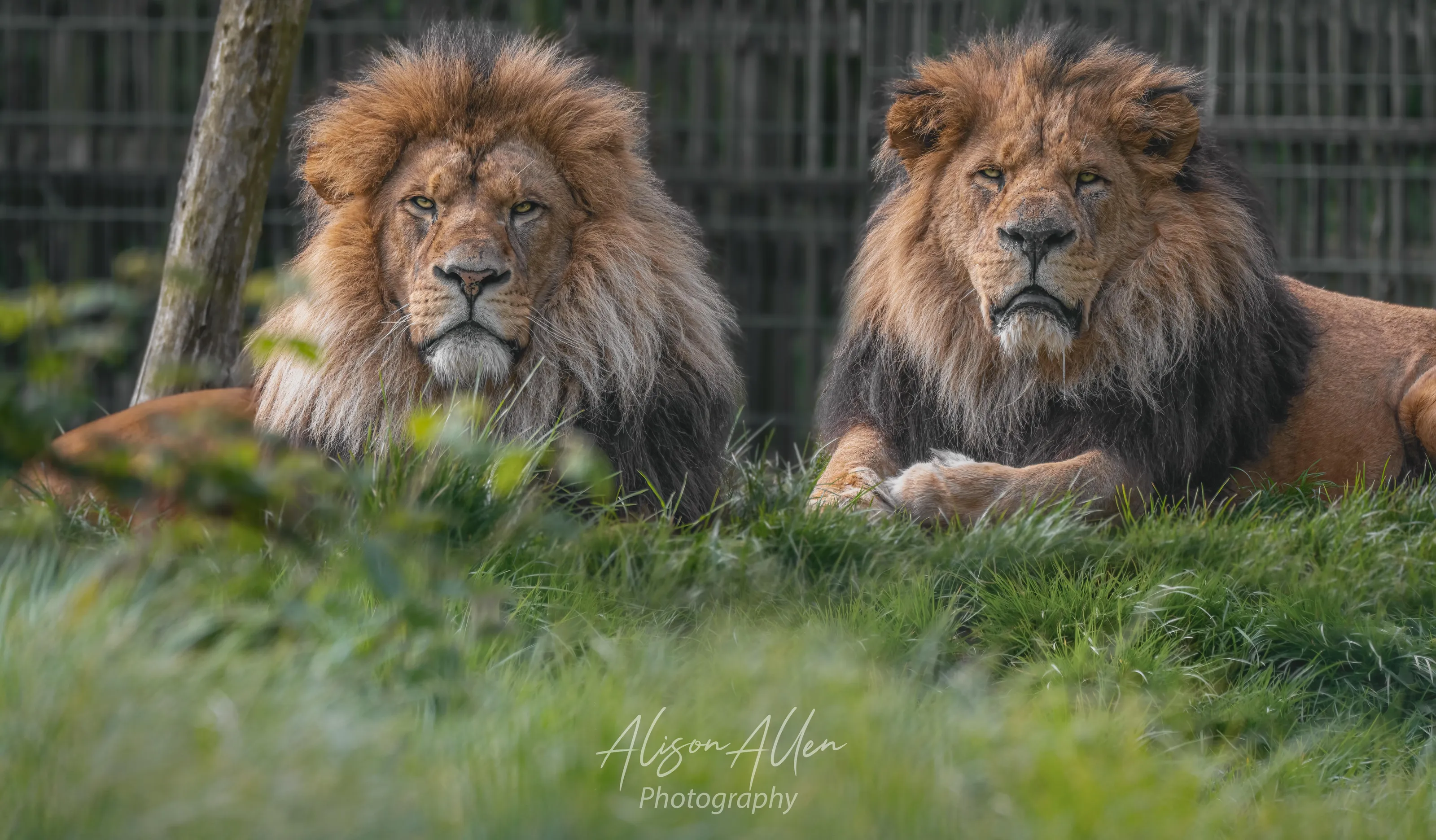 Father and Son