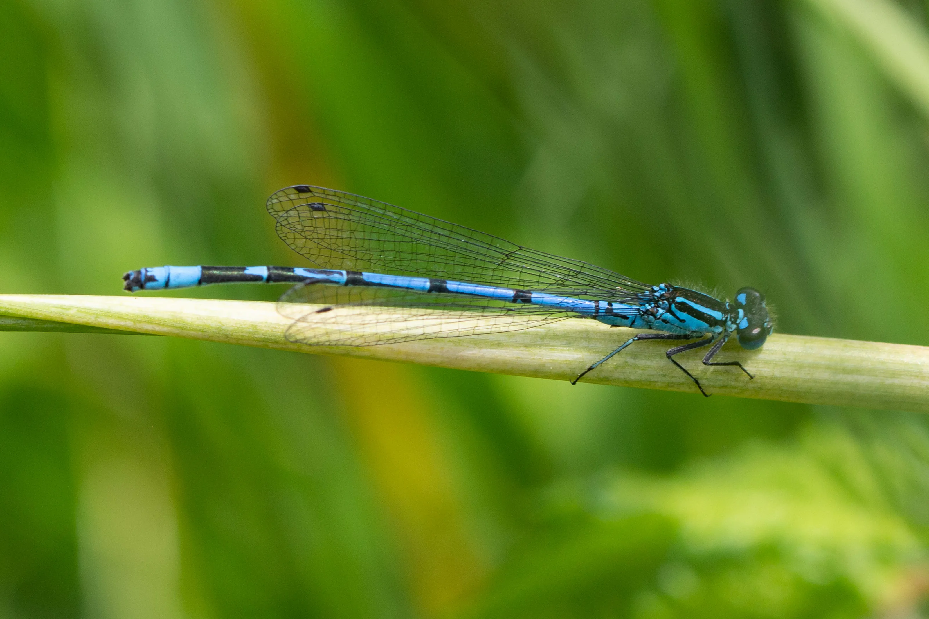 Common Blue Damsel Fly