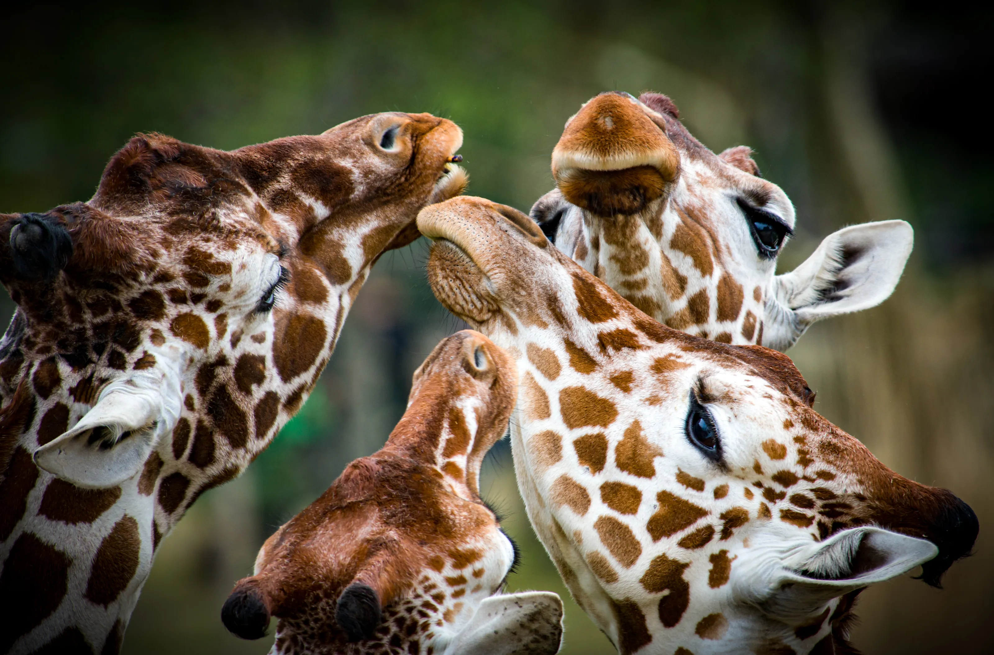 Giraffe eat pencil