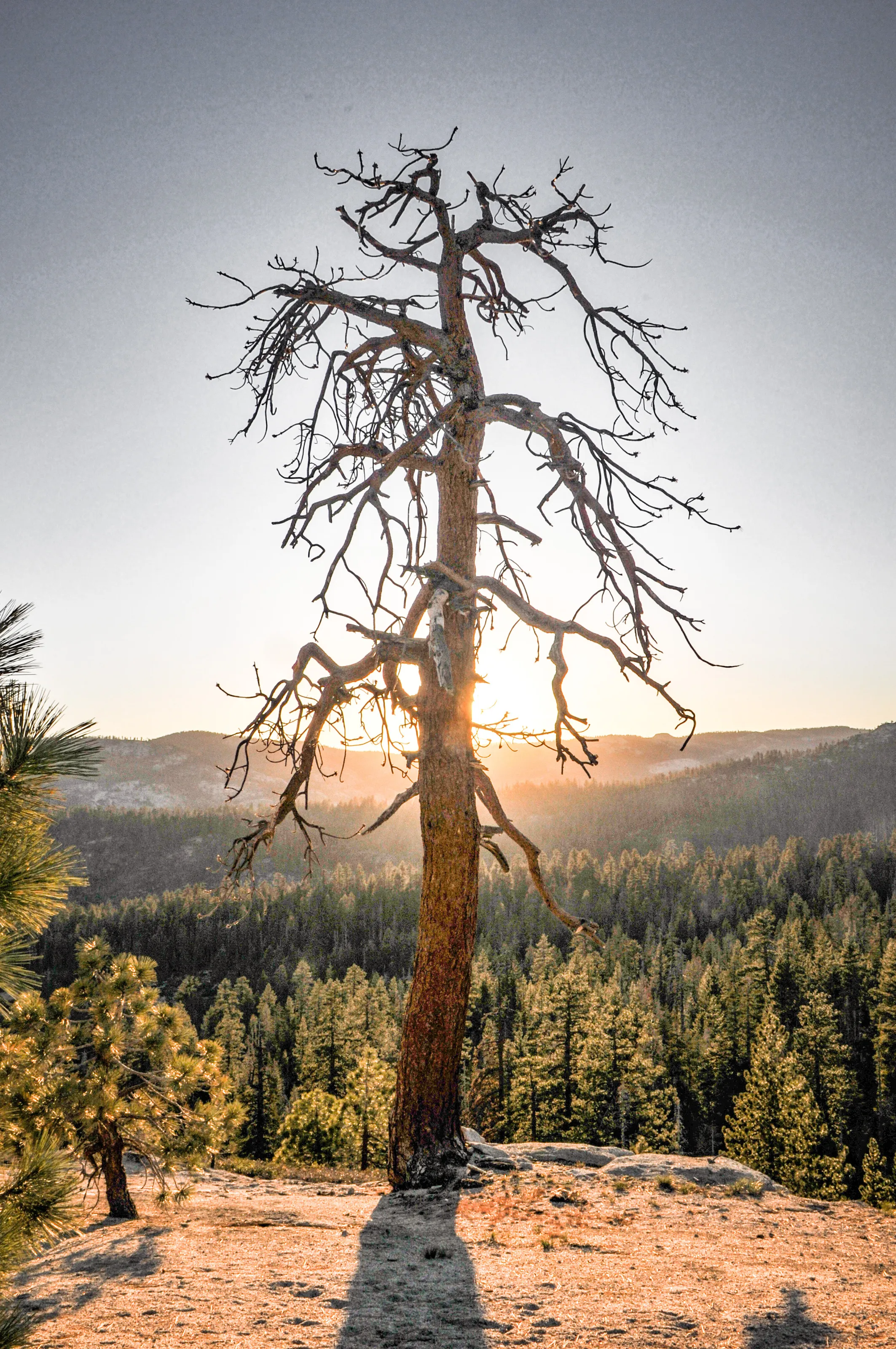Sunset against the tree