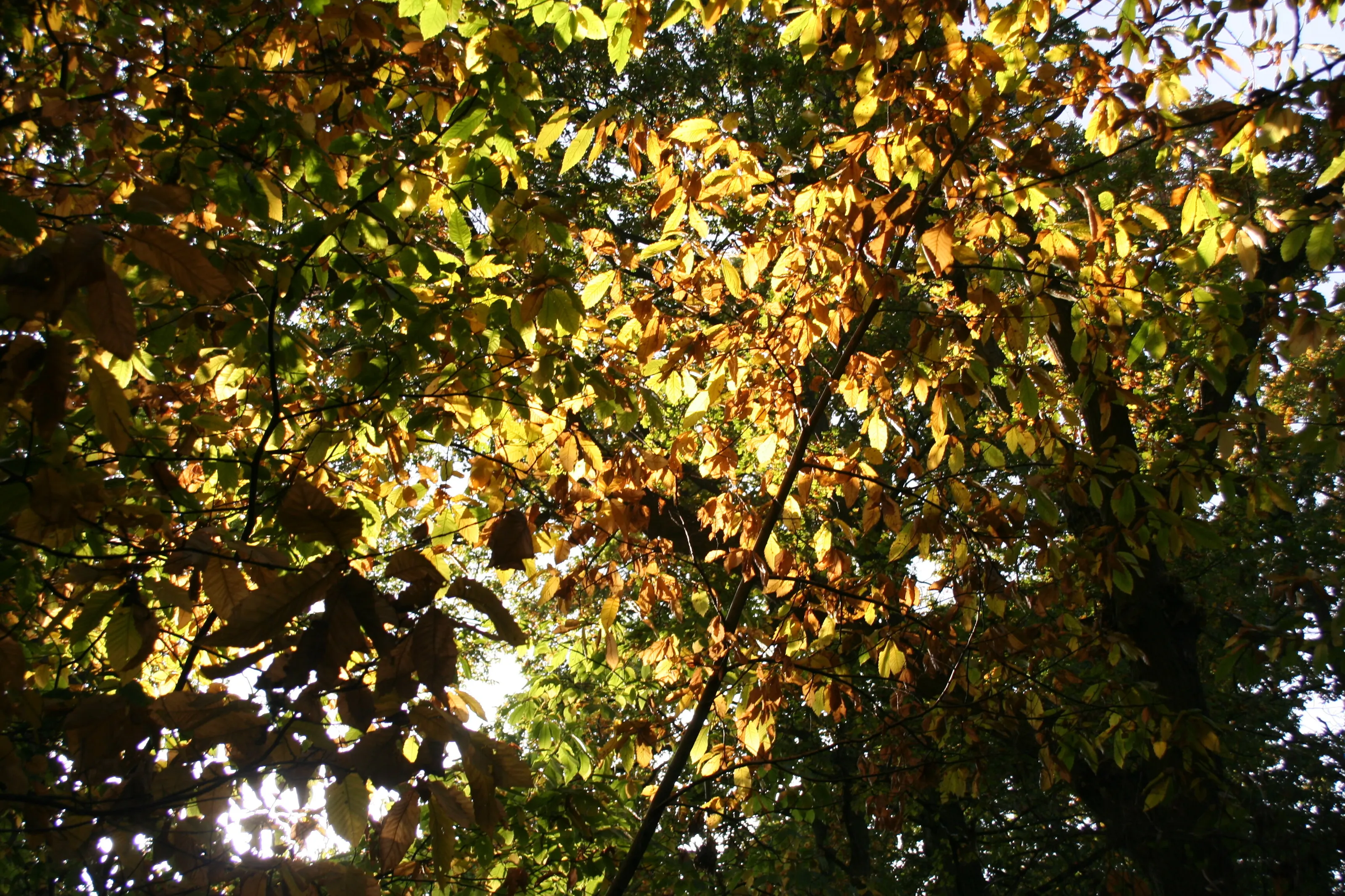 Foliage