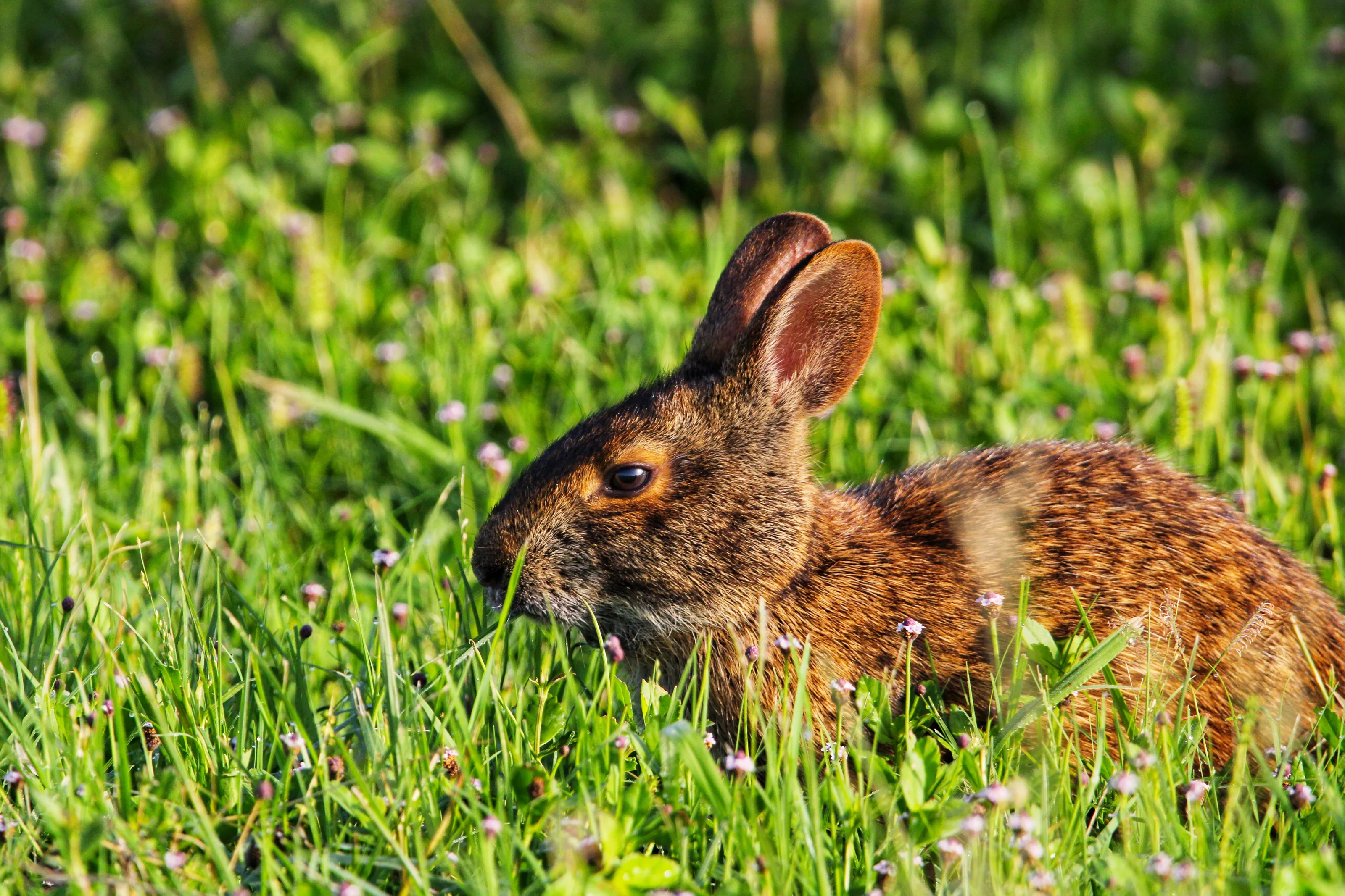 Wild Rabbit