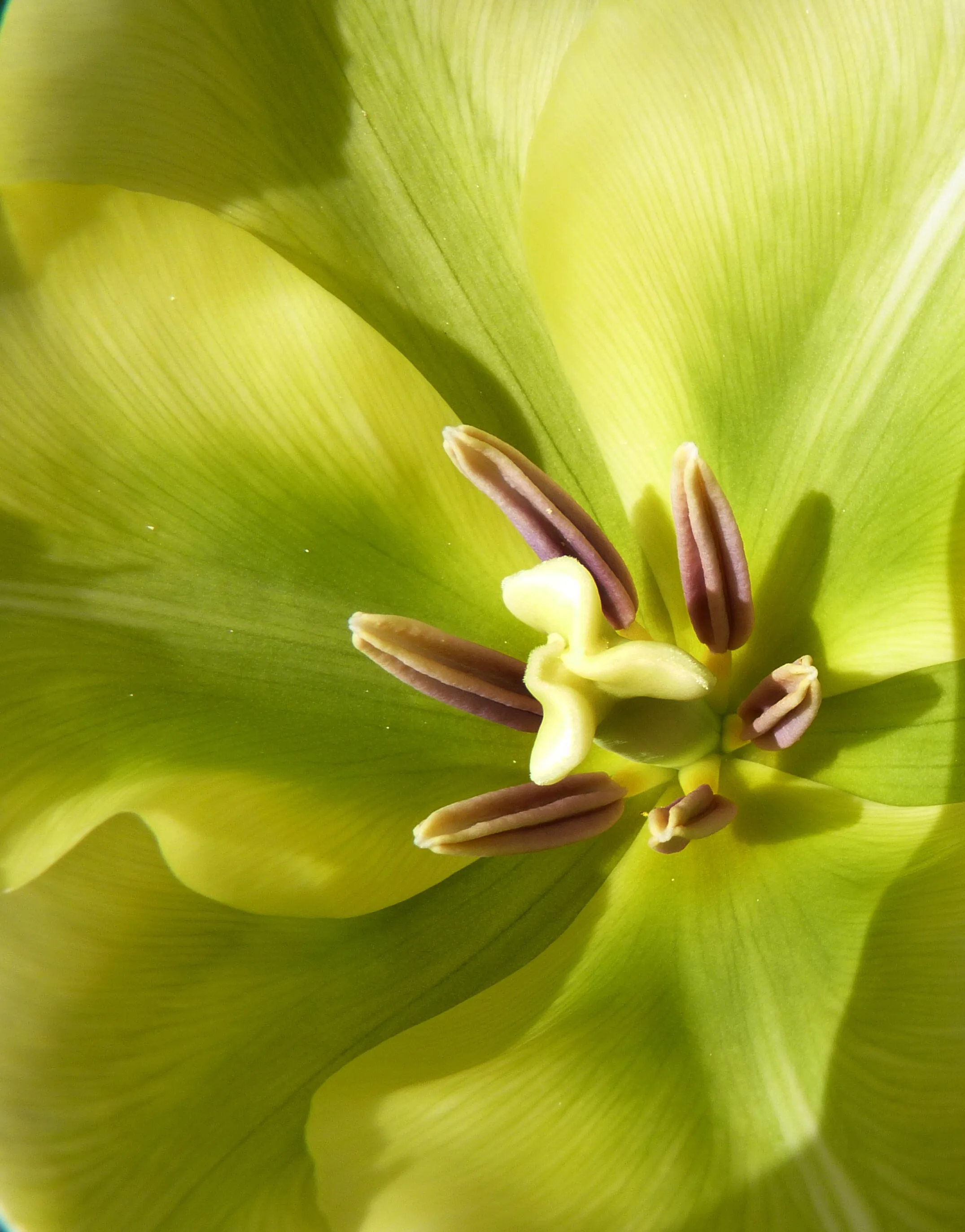 green flower