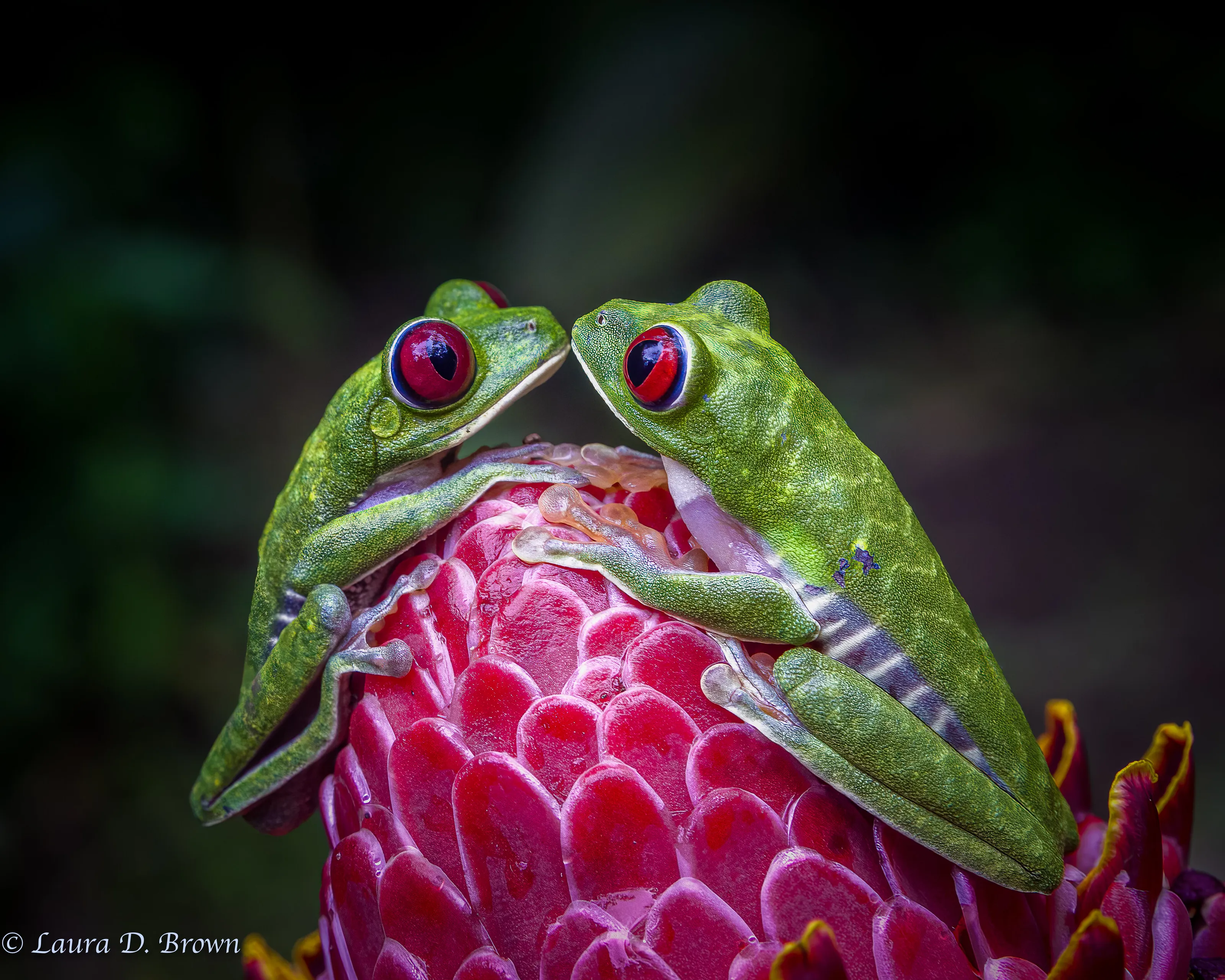Kissing Frogs