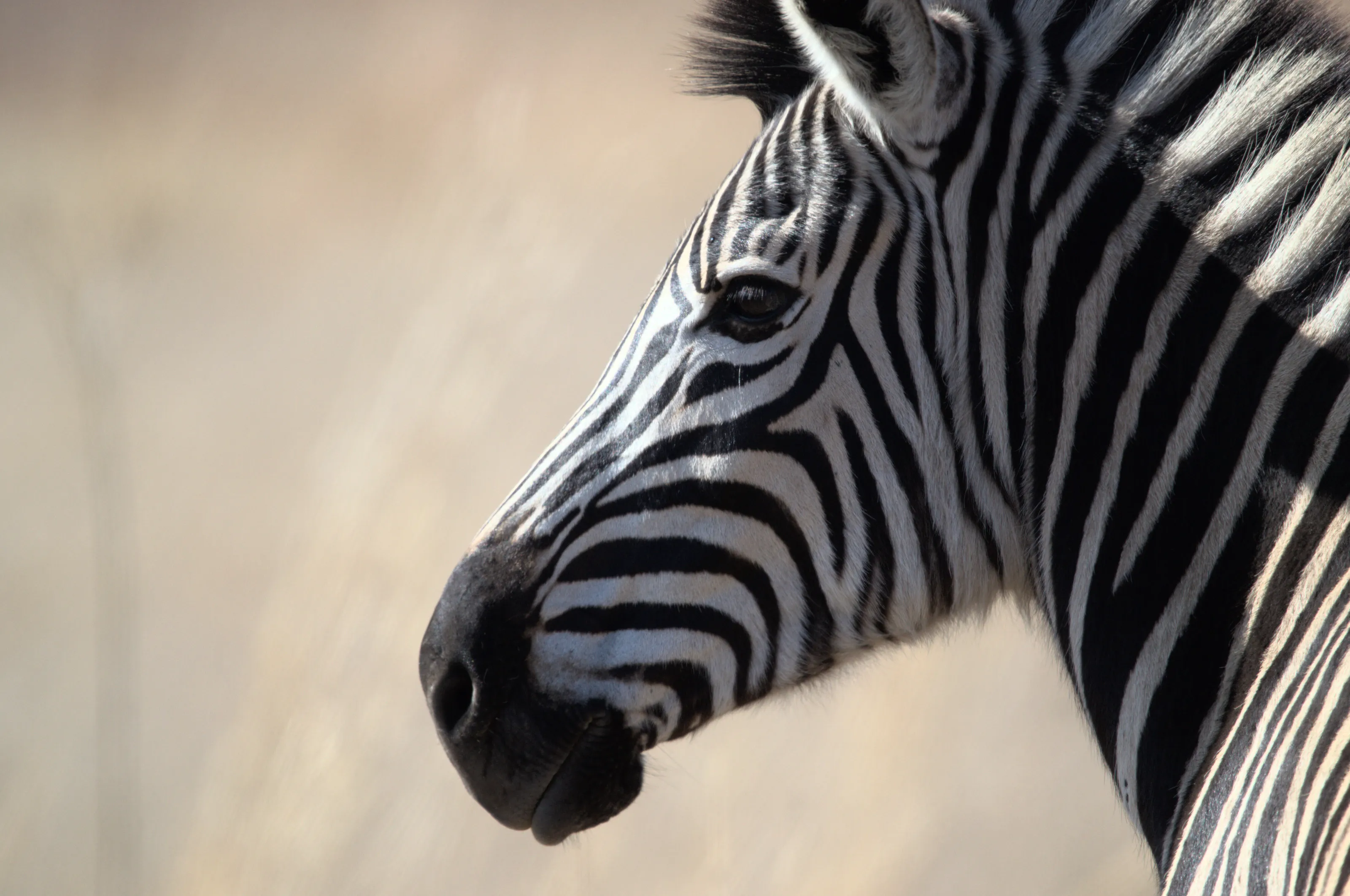 Zebra, African equines with distinctive black-and-white striped coats