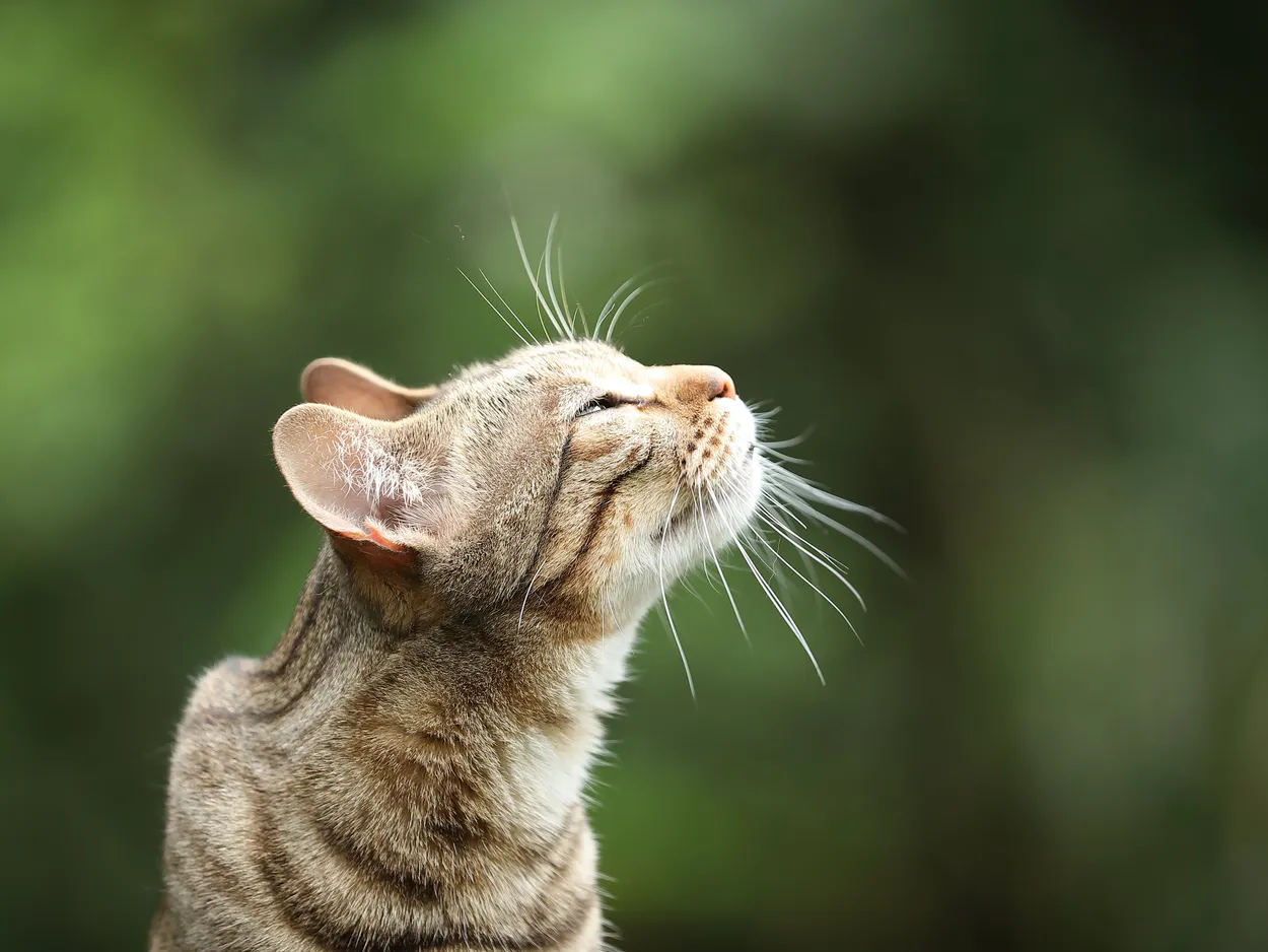 Amber sniffing the air