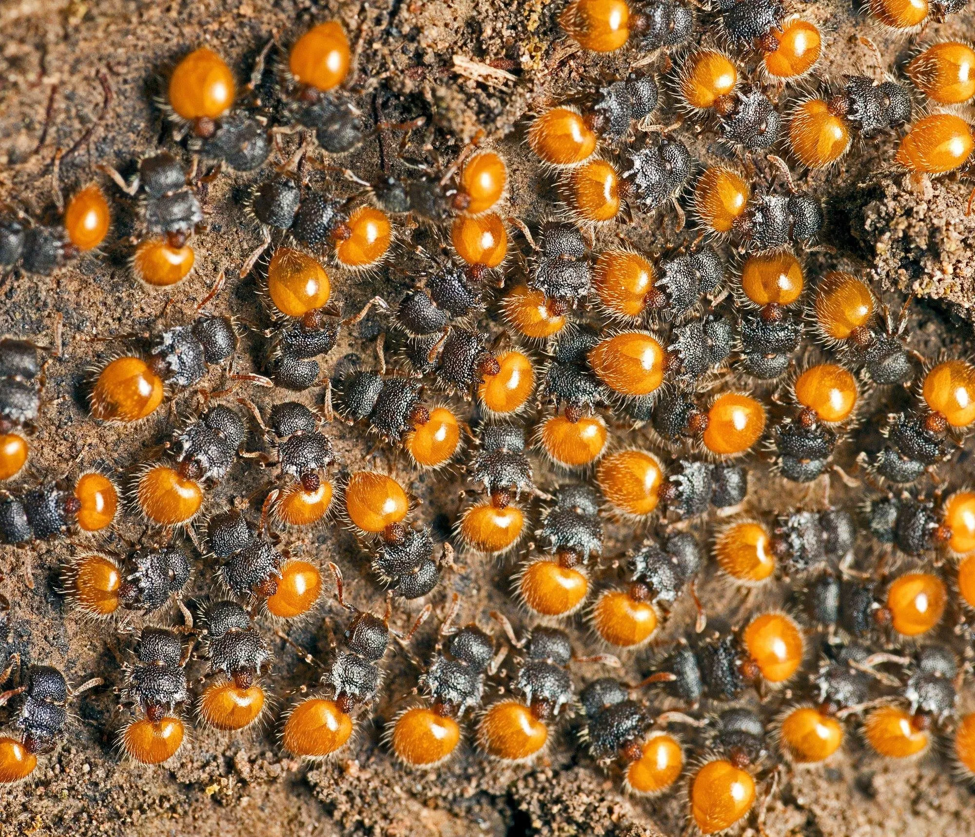 Colony