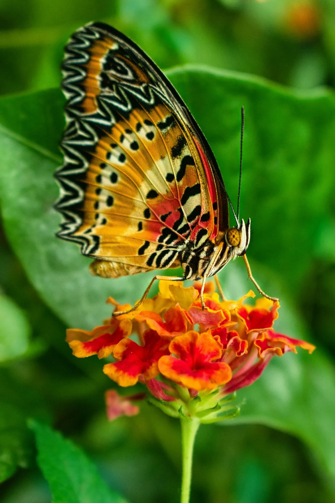 Mayla Lacewing