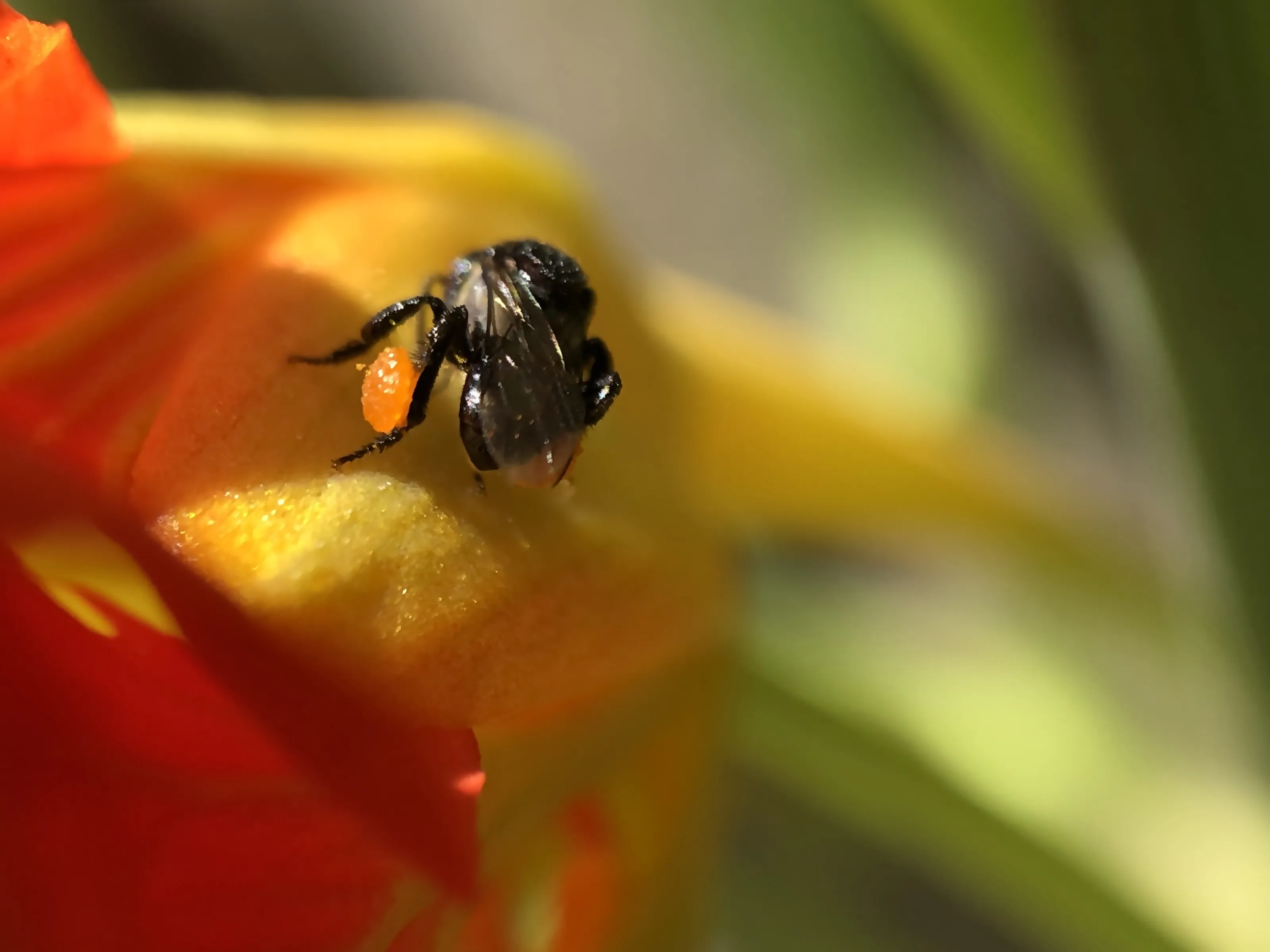 Native Bee on Flower | Wildwonders_macrophotography
