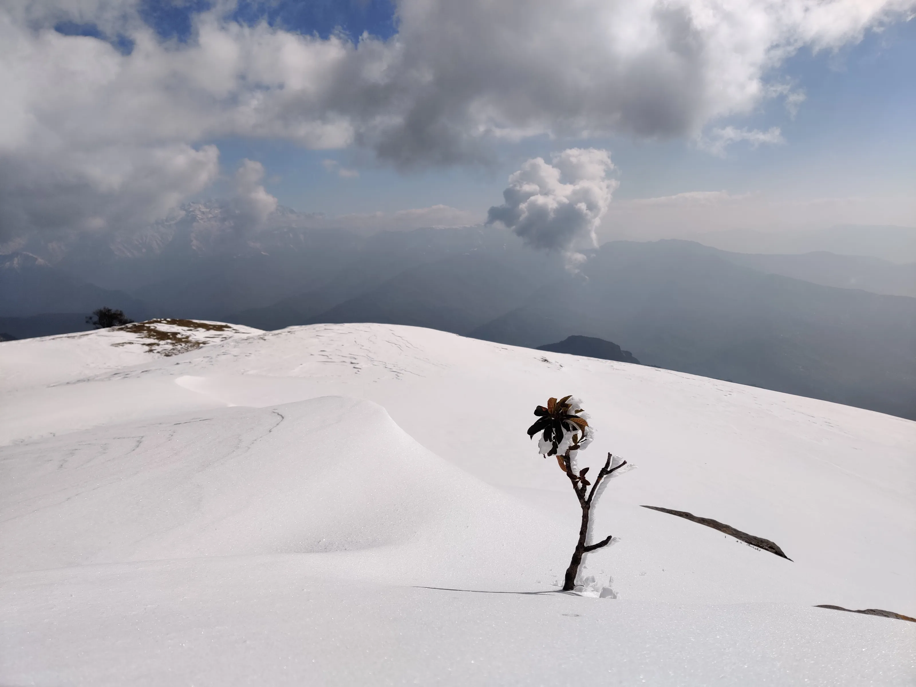 flower in snow