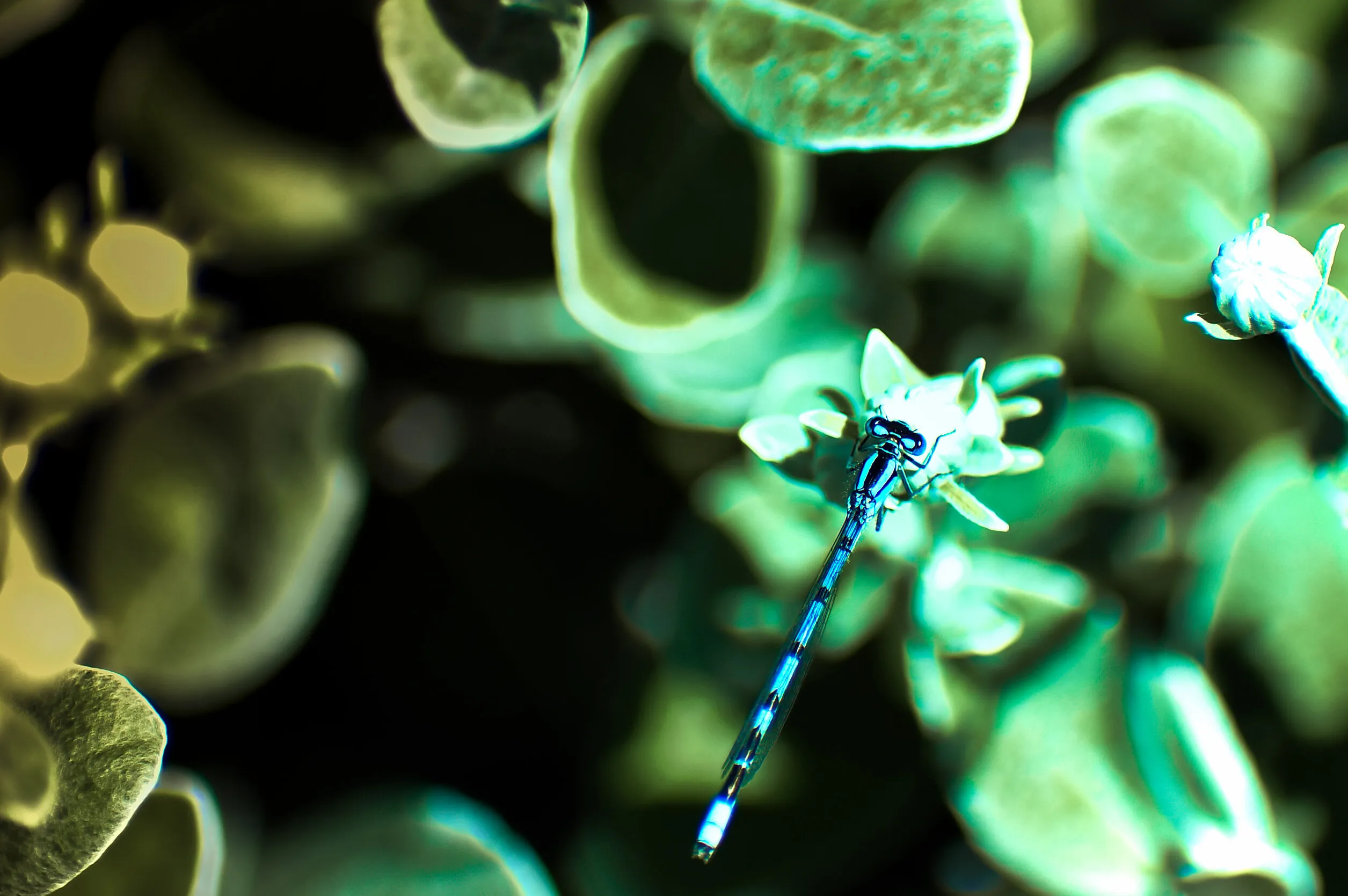 Cute dragonfly