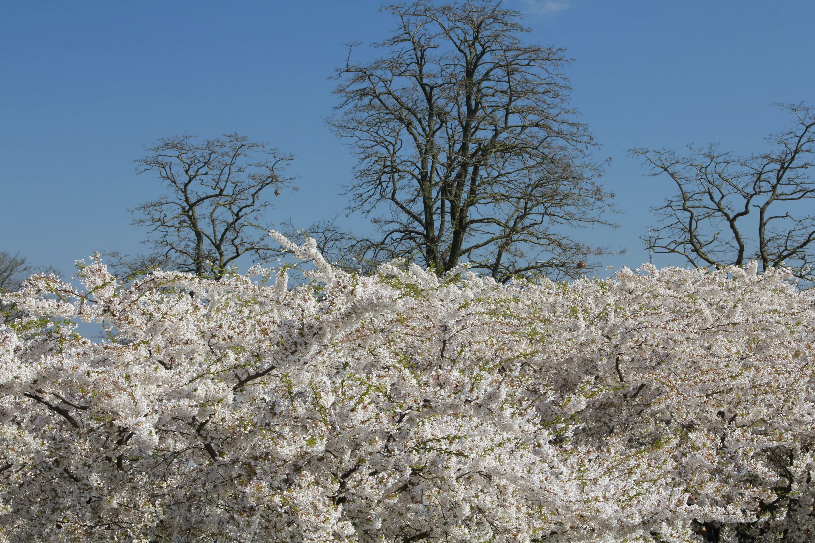 Spring is upon us