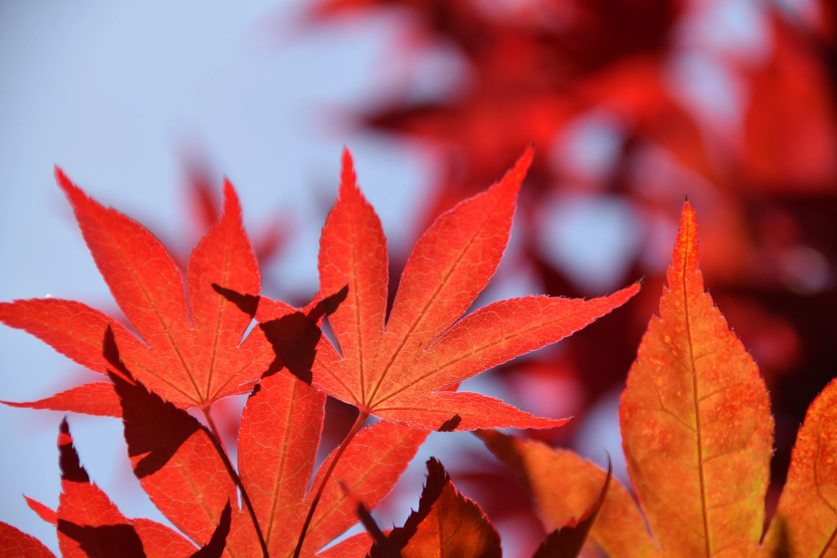 California Leaves