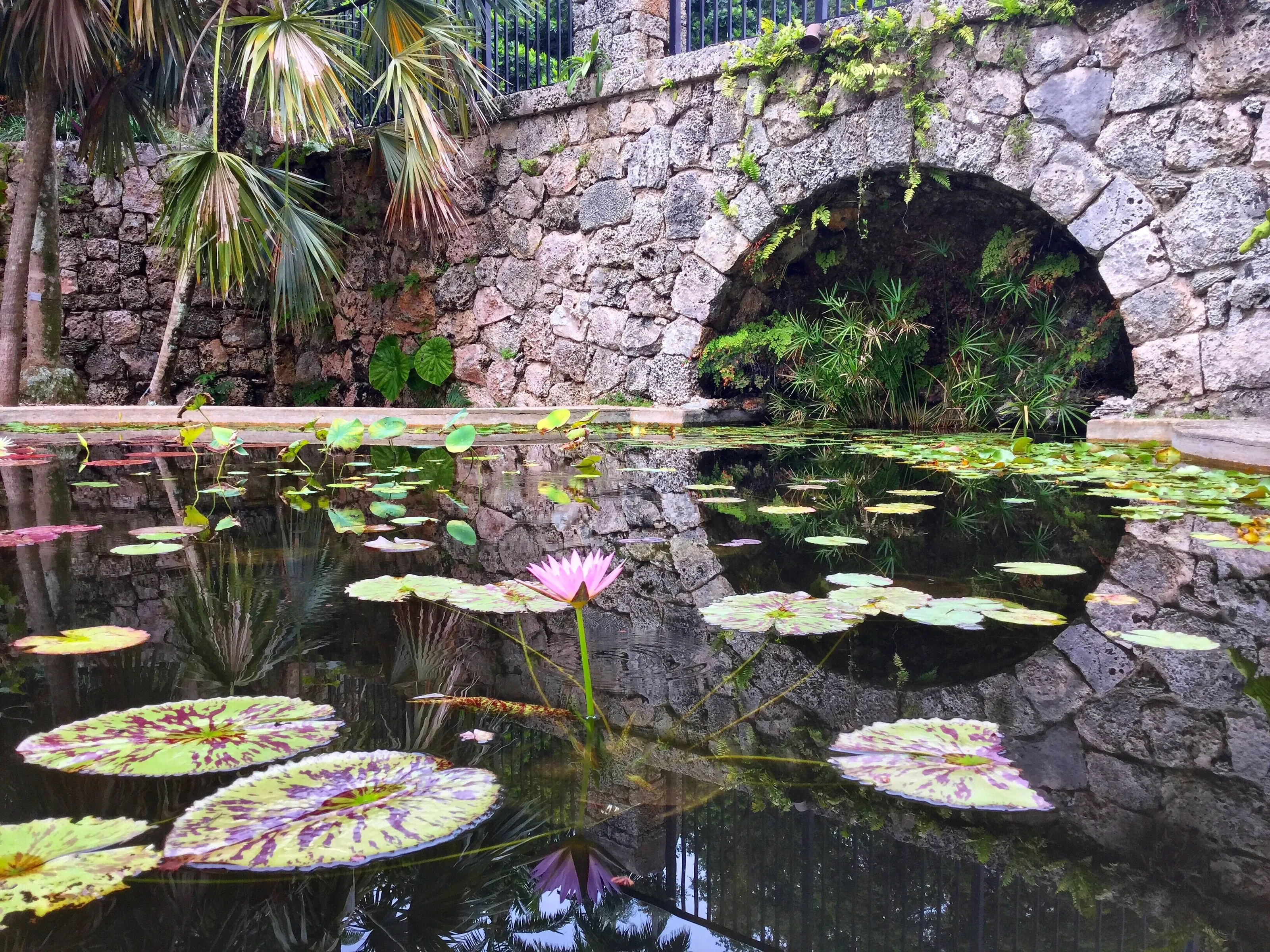 The Lone Flower Who Lived