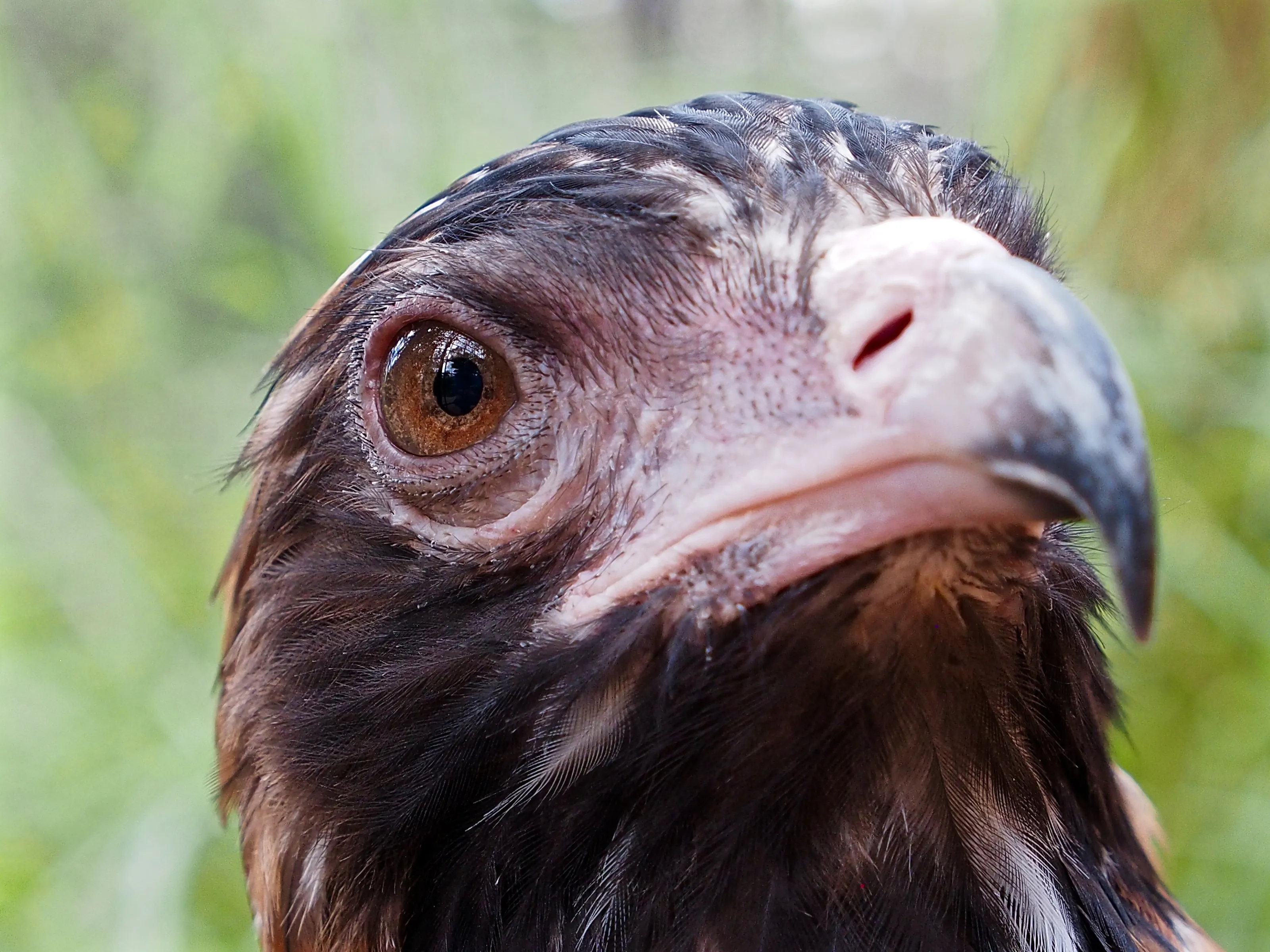 Magnificent Black Breasted Buzzard.