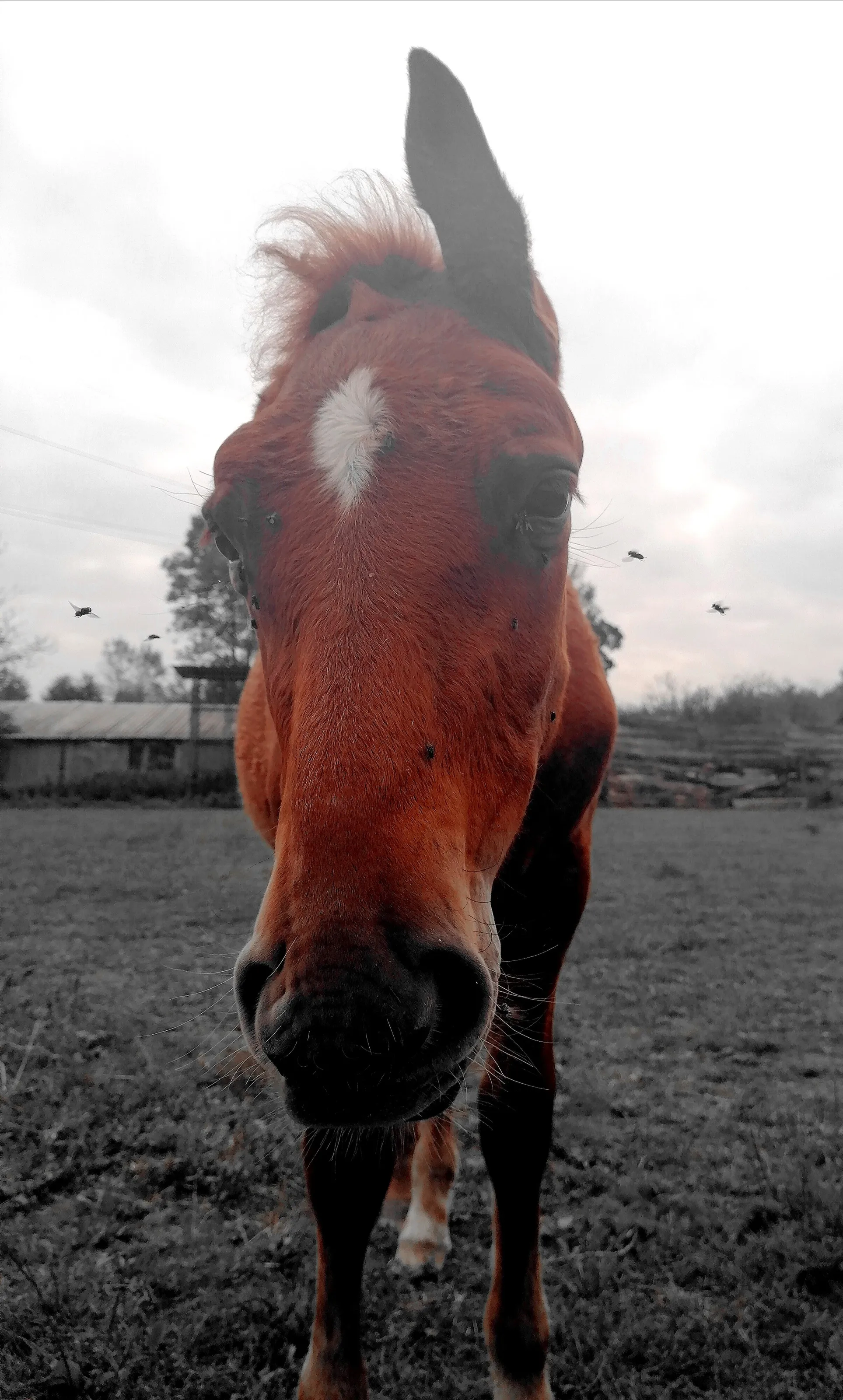 Horse & flys