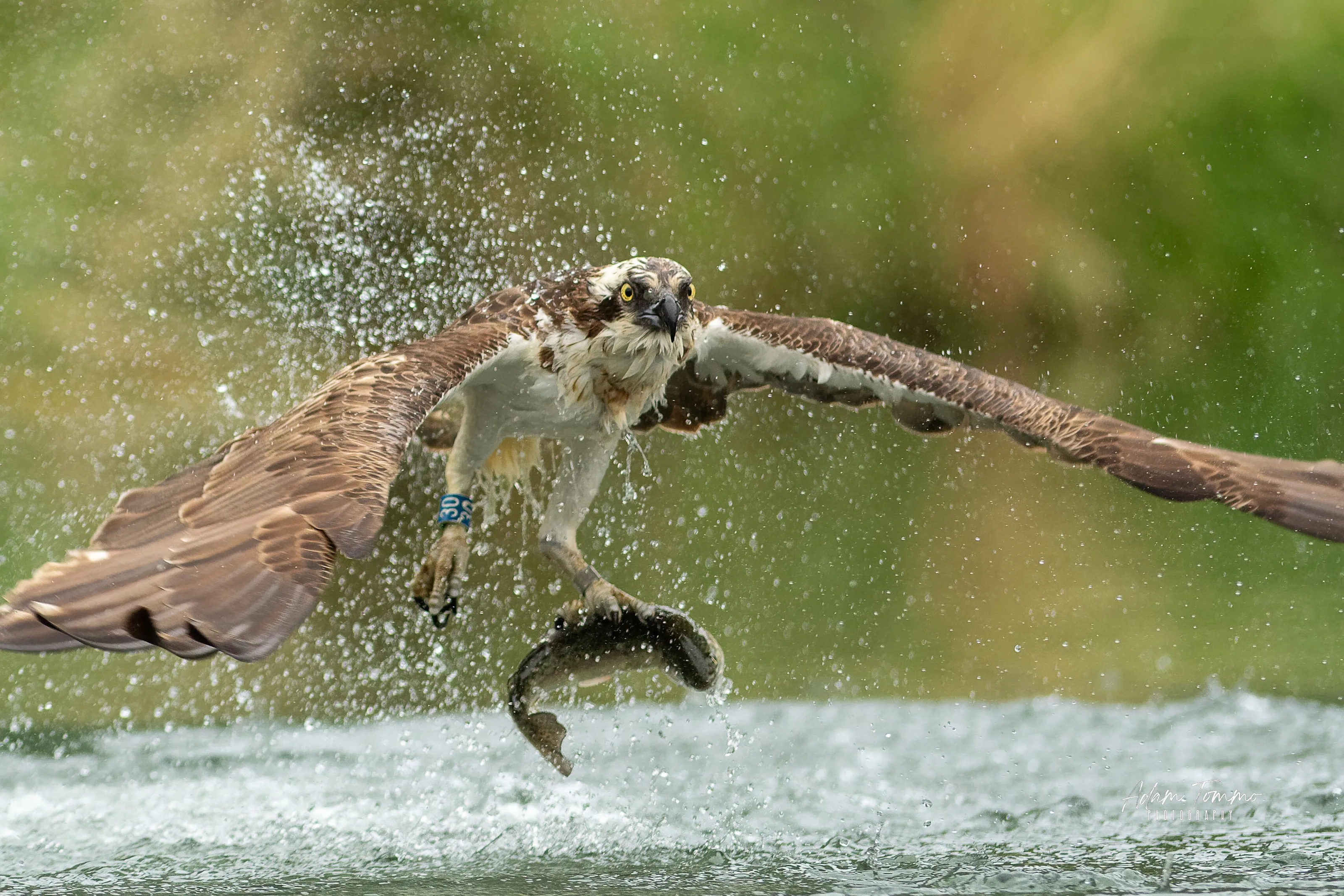 The Great Hunter,  Osprey