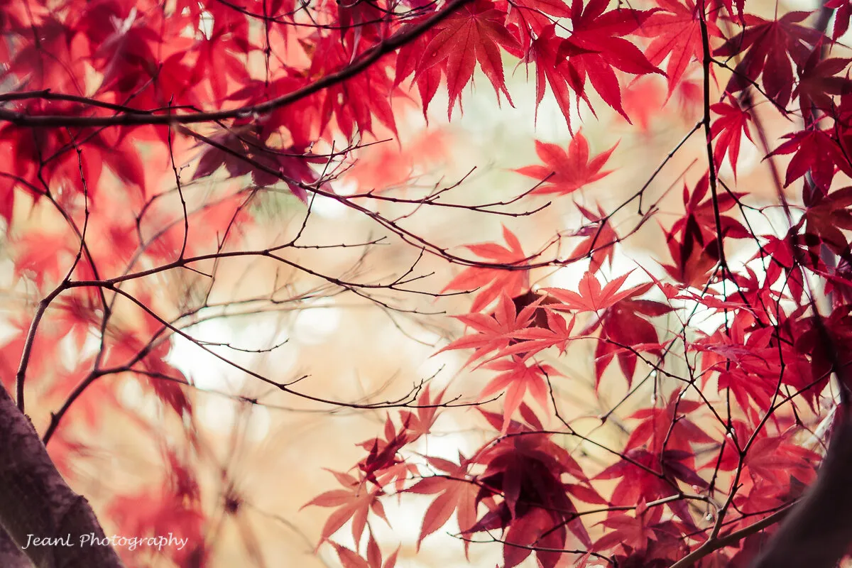 Autumn leaves