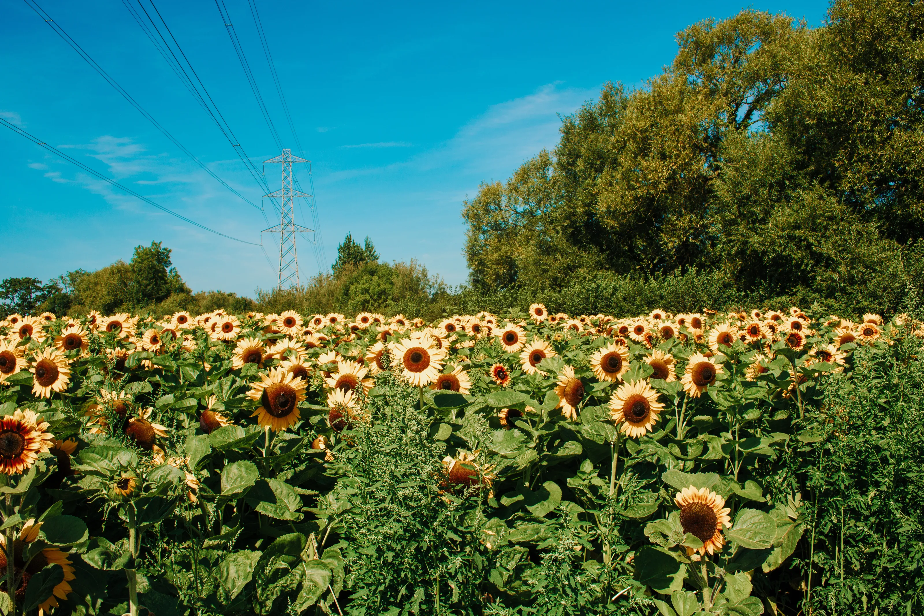 Sunflower field