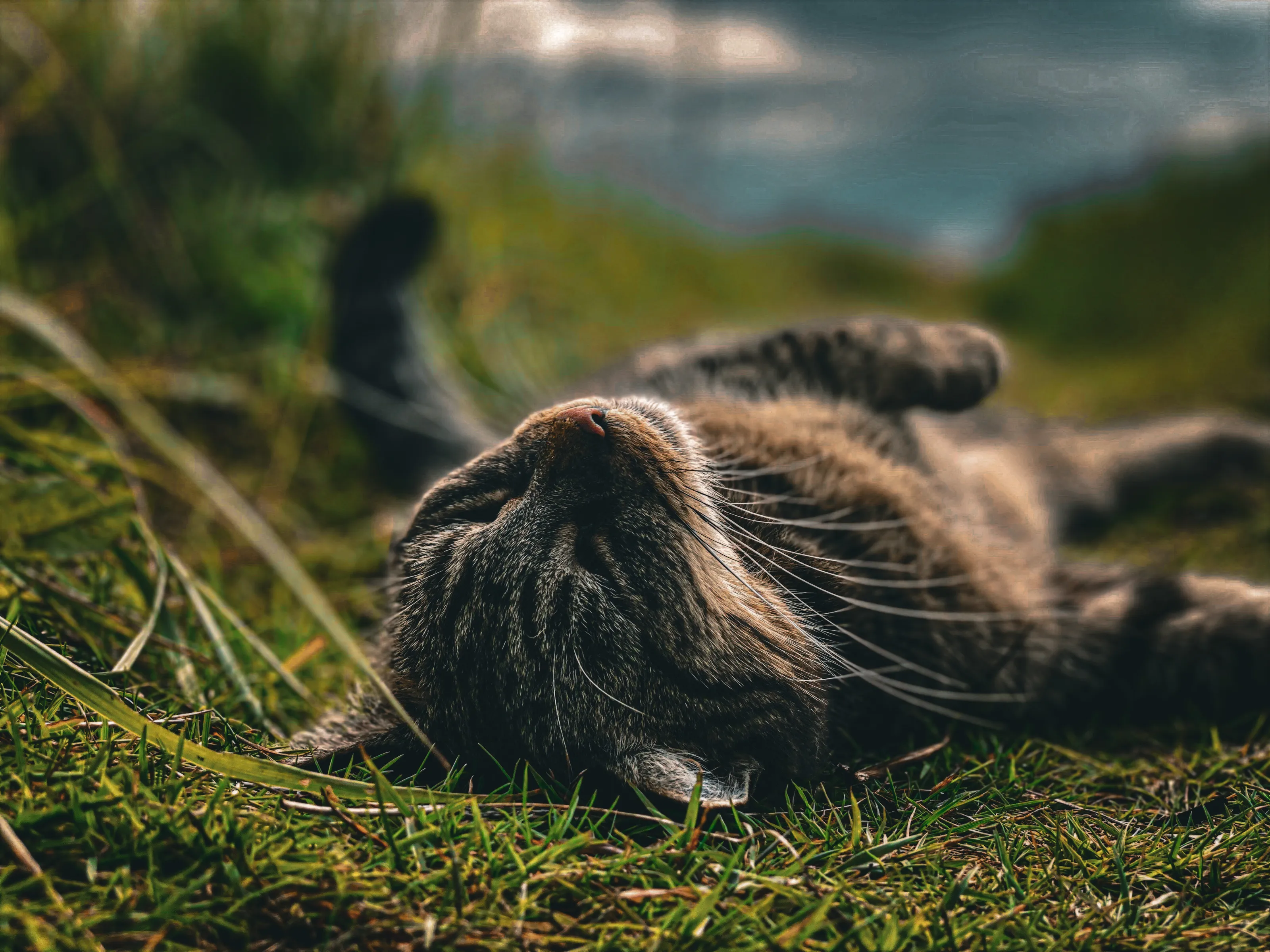 The story of one cat