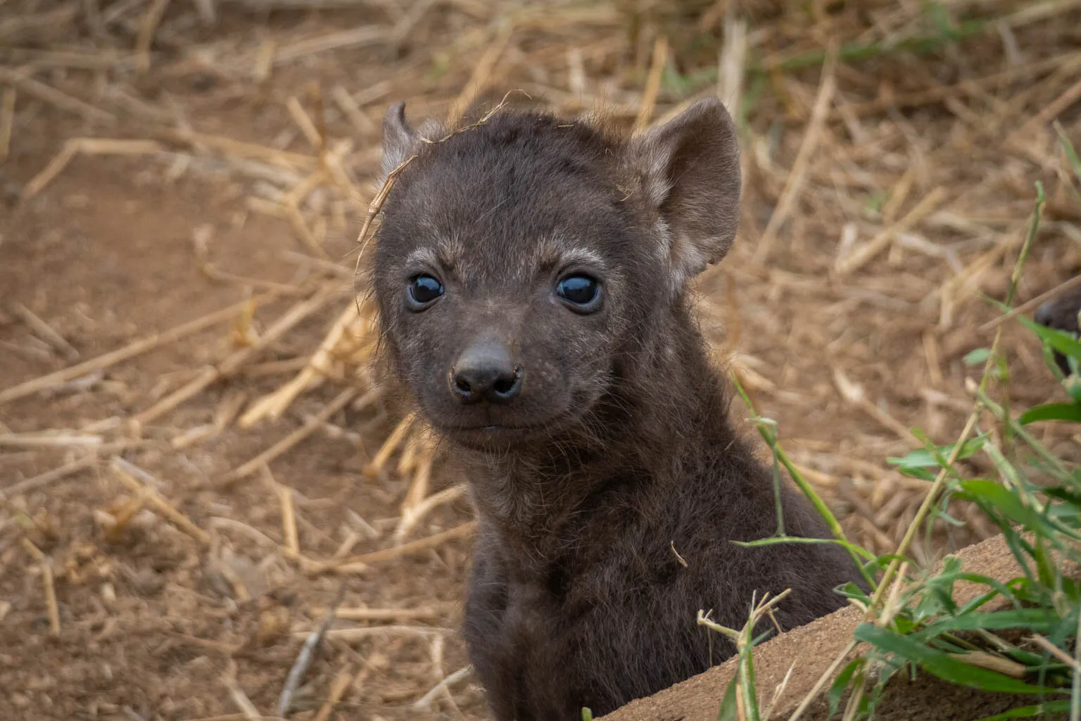 Baby Hyena