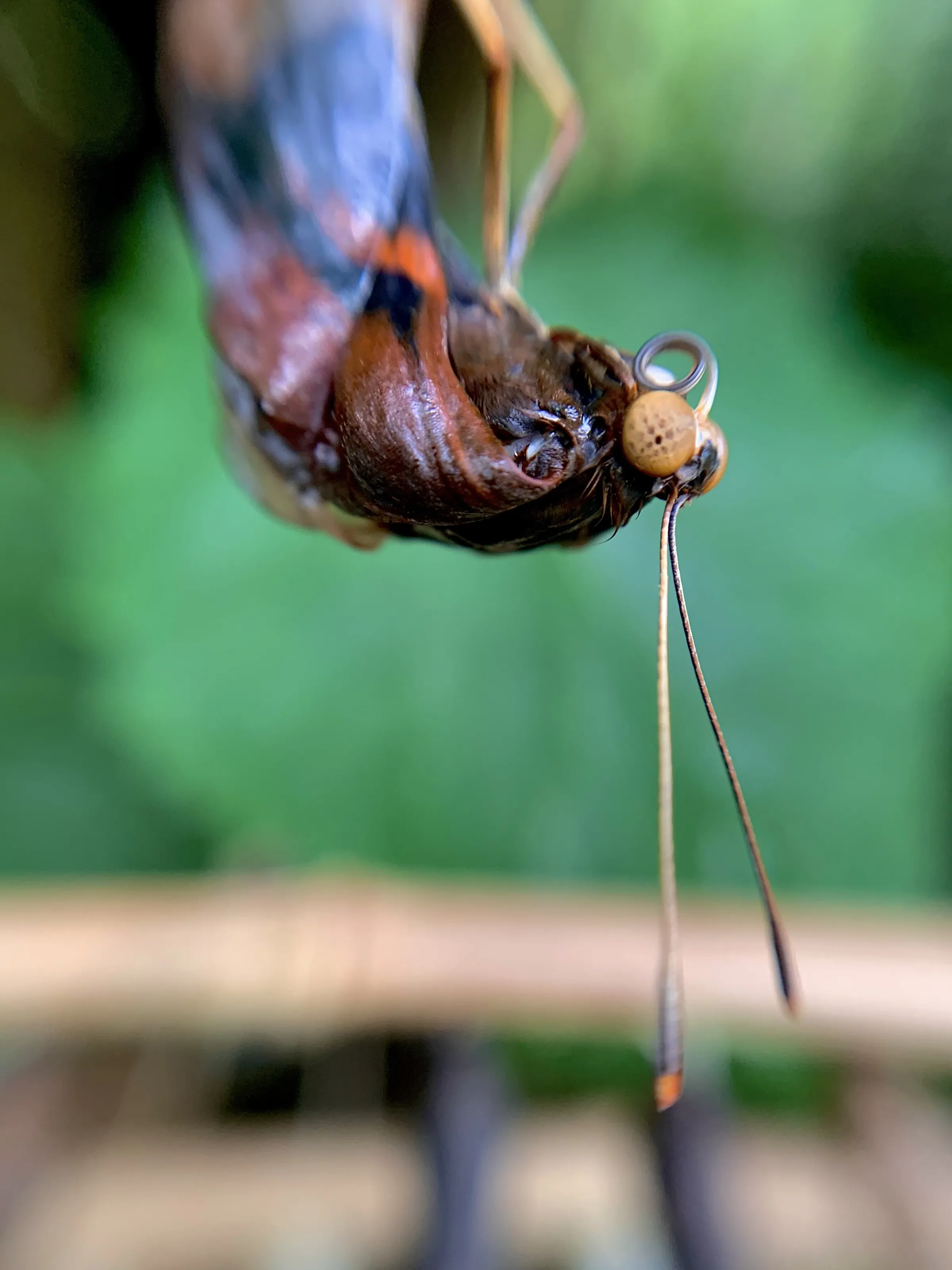 Beauty emerging