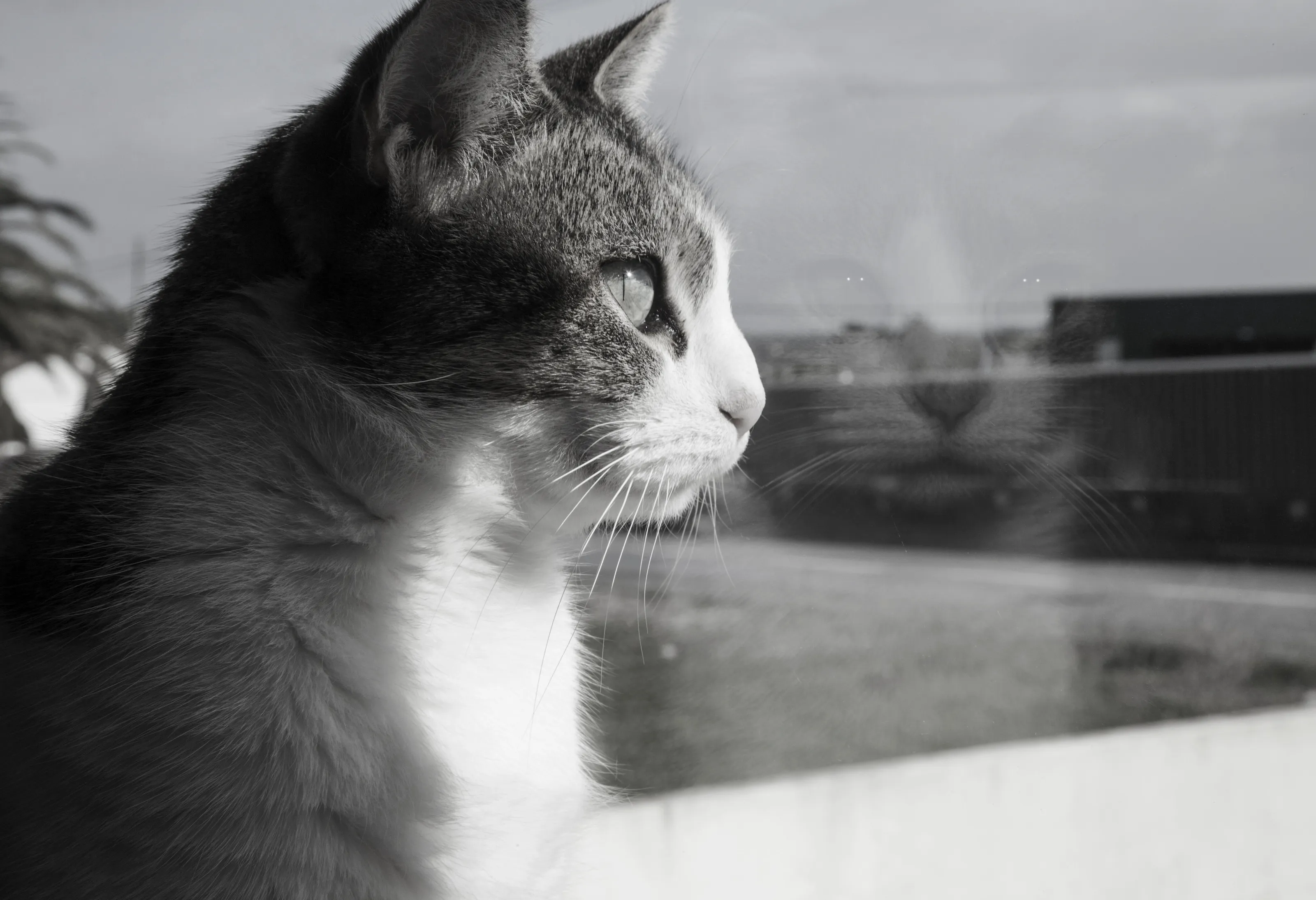 Reflection