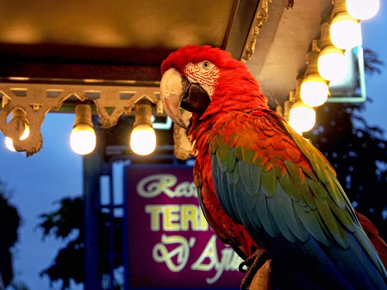 Greeting parrot