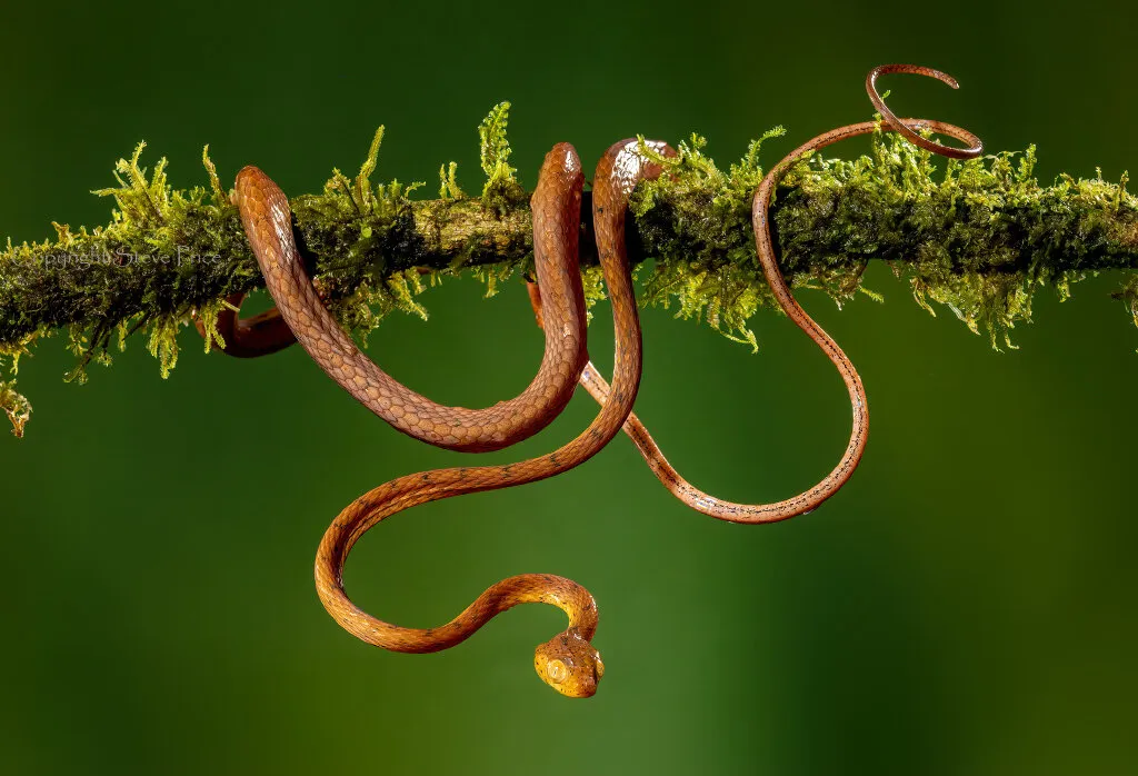 Entry 23751111