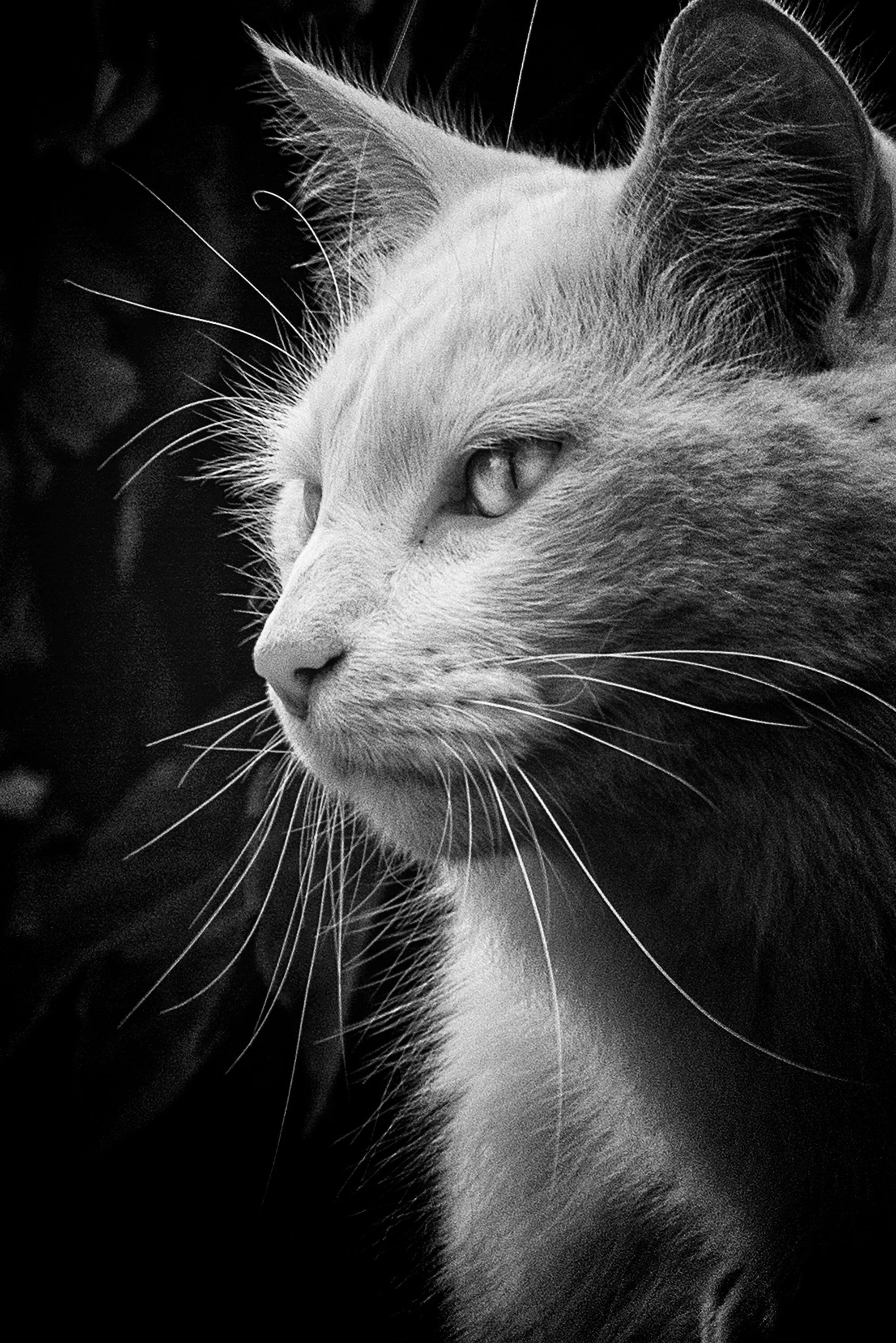 The cat