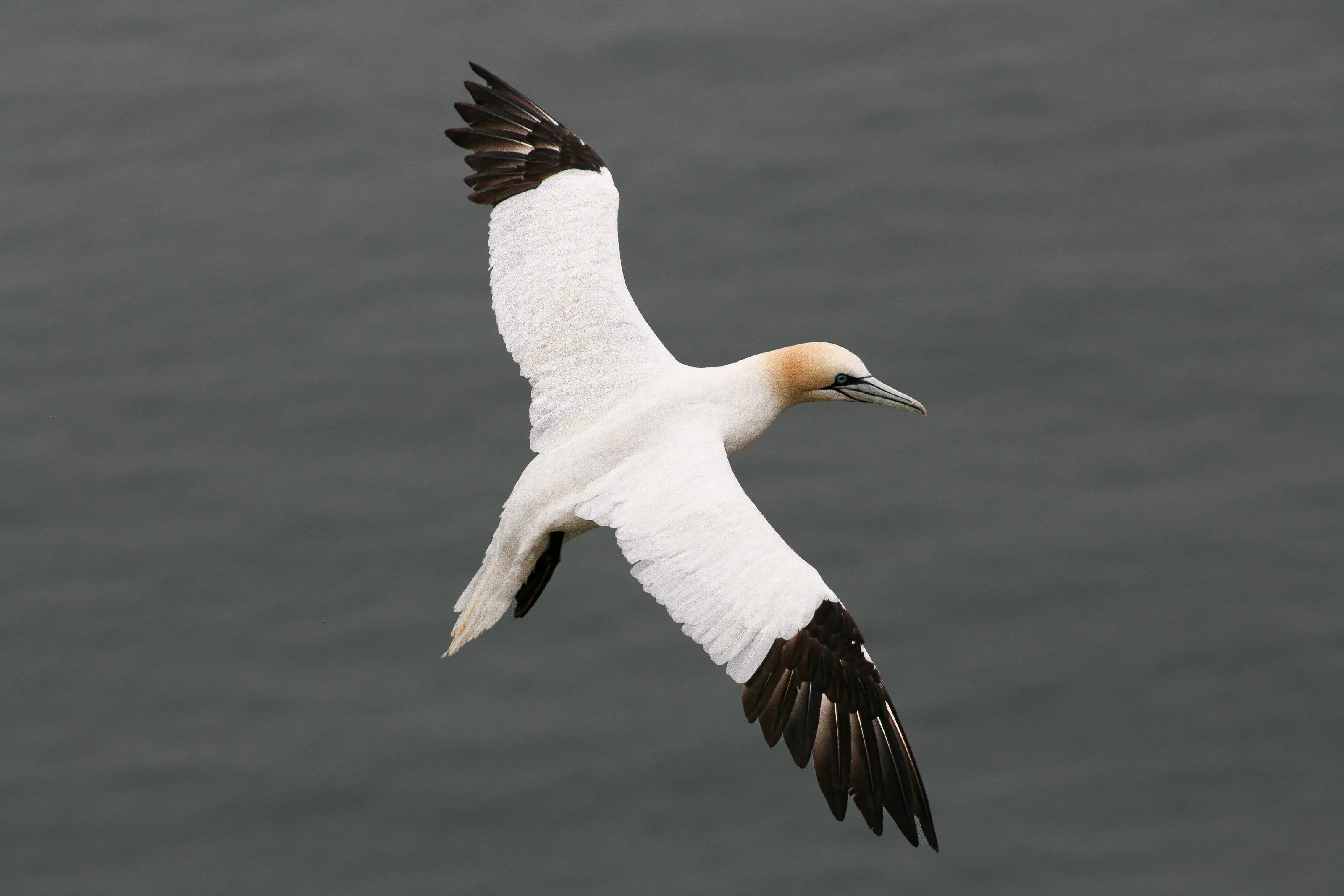 Gannet | RSPB Bempton Cliffs