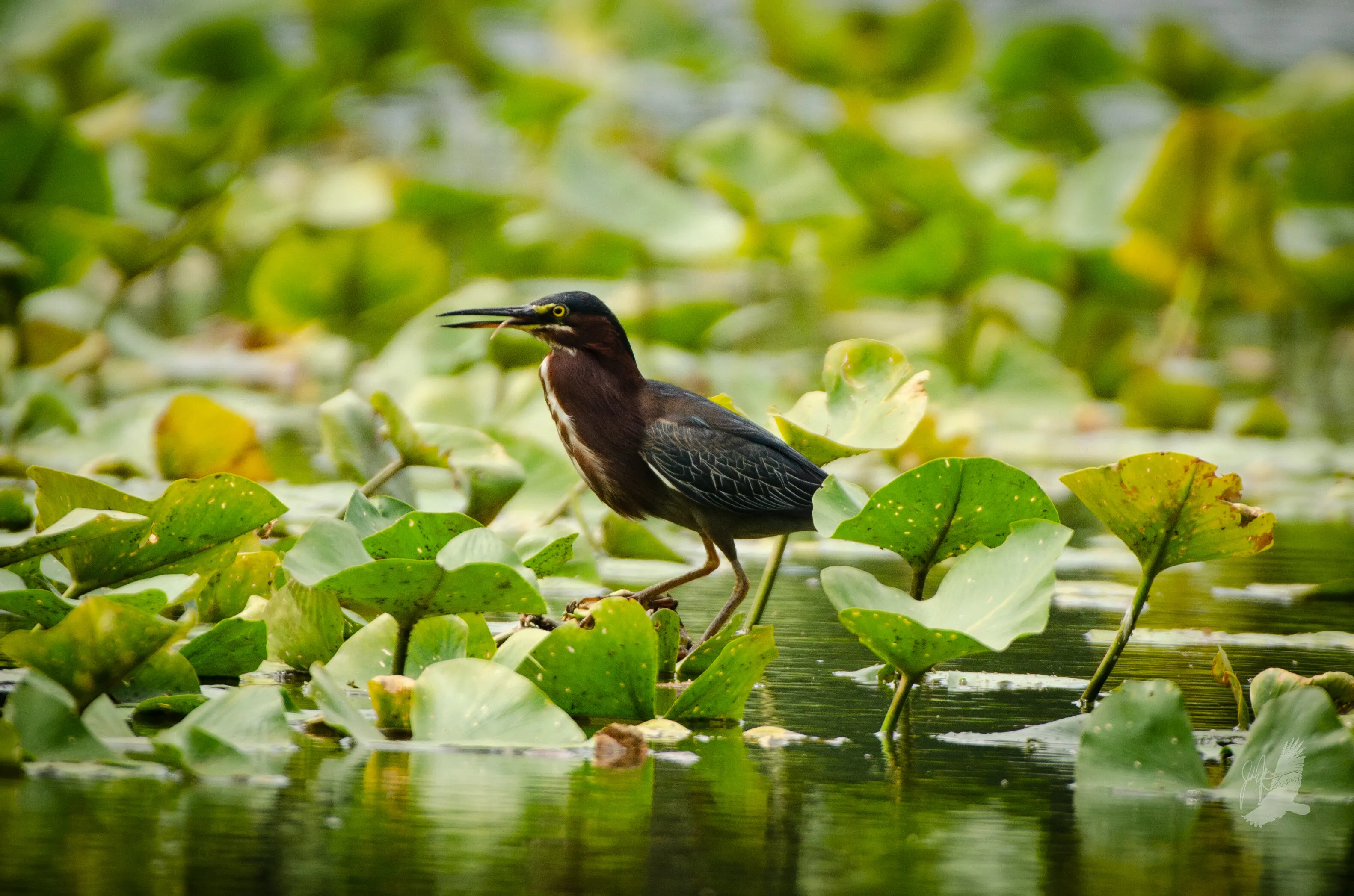 Green Heron.