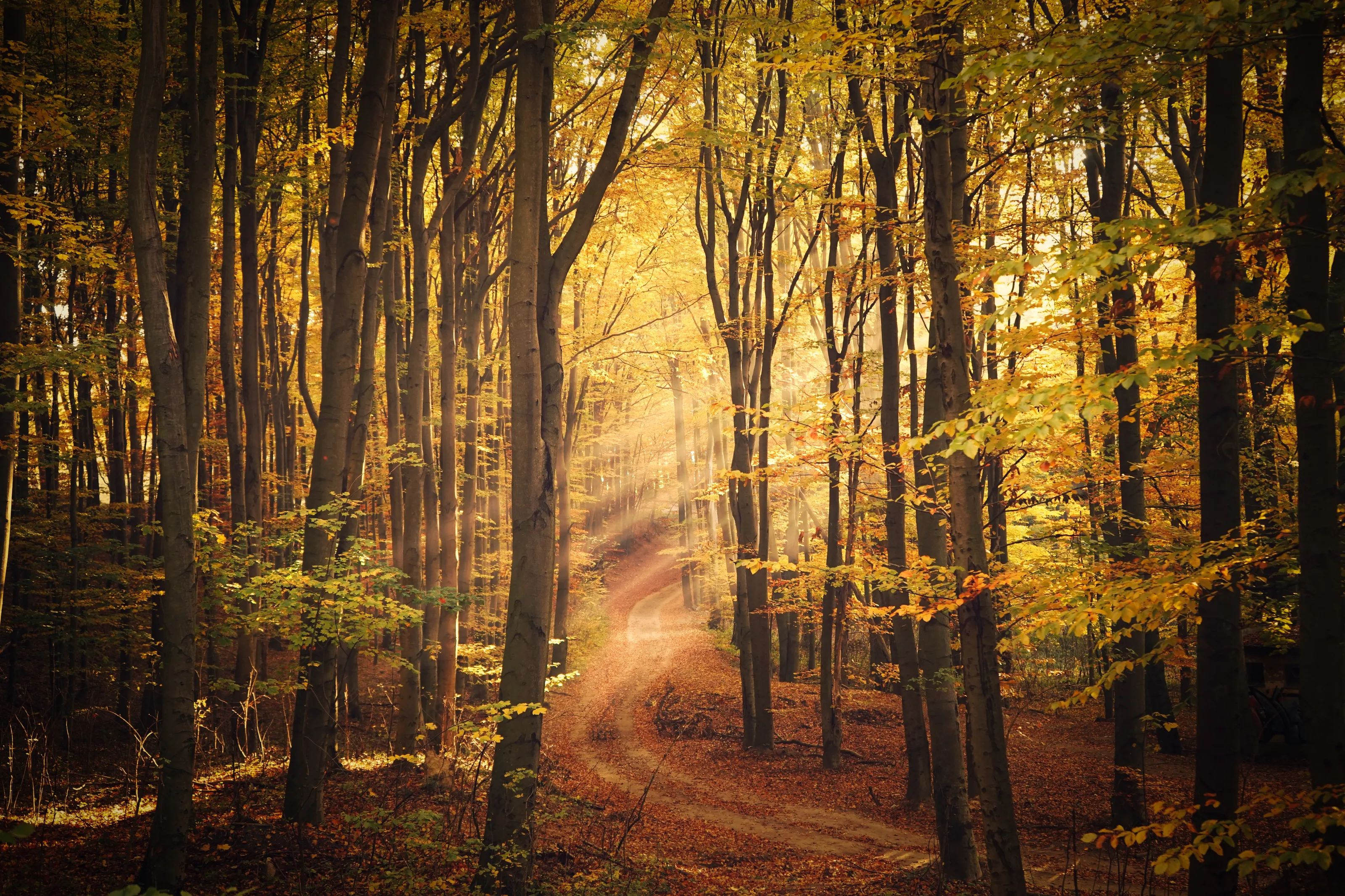 Autumn morning II