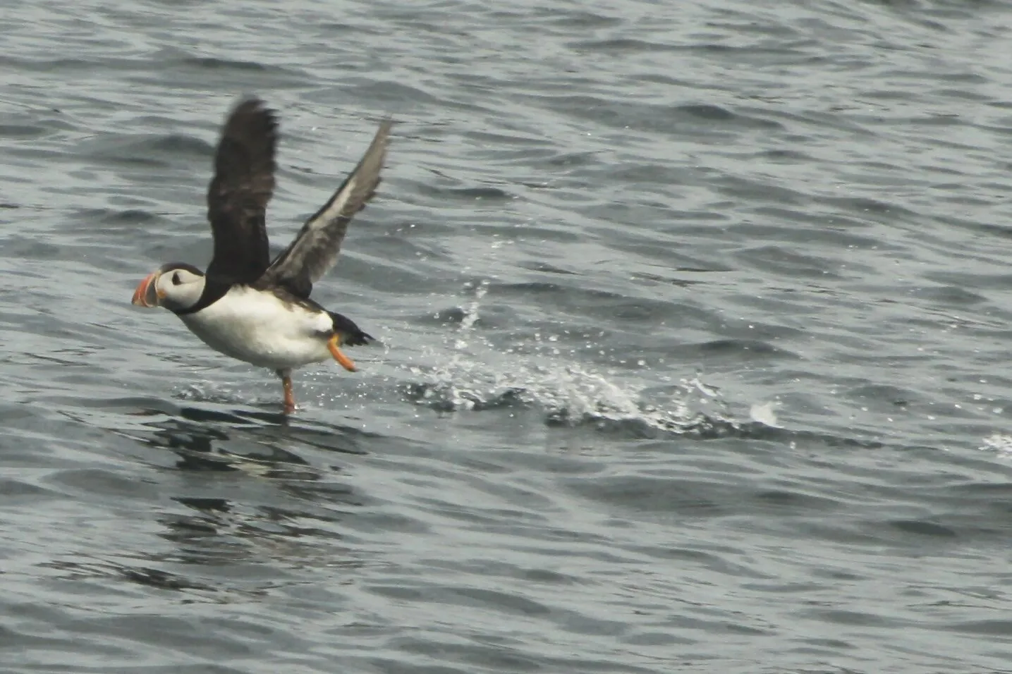 Puffin
