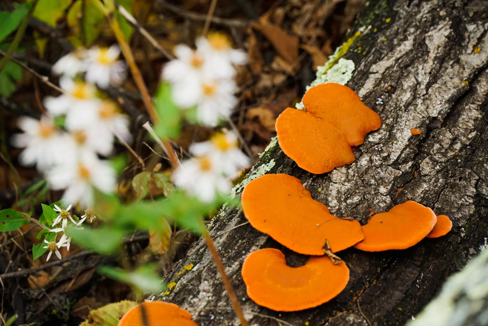Fungi Beauty