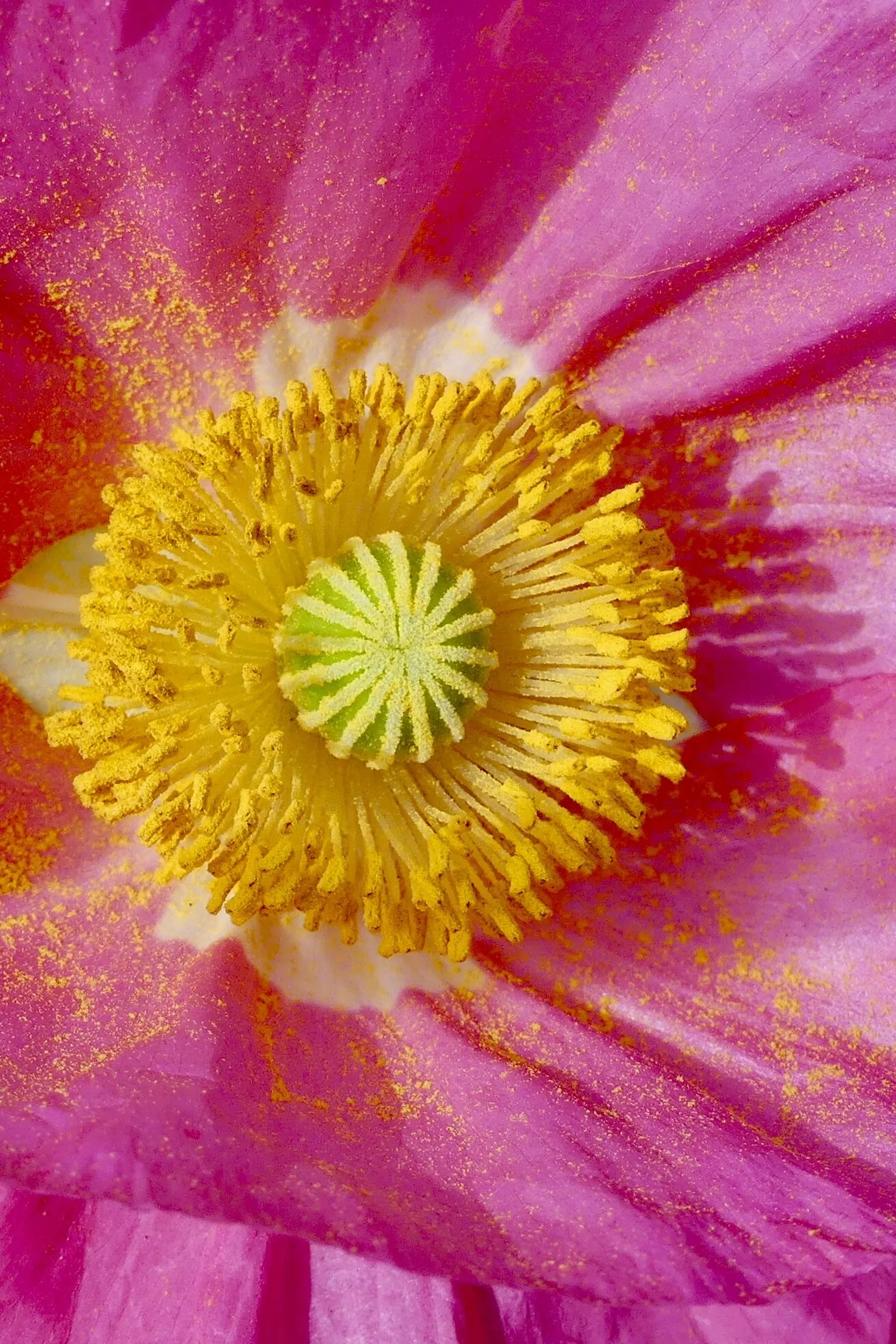 Pink Poppy