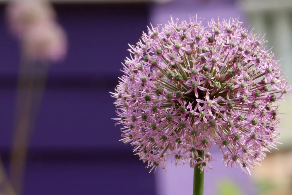 Allium