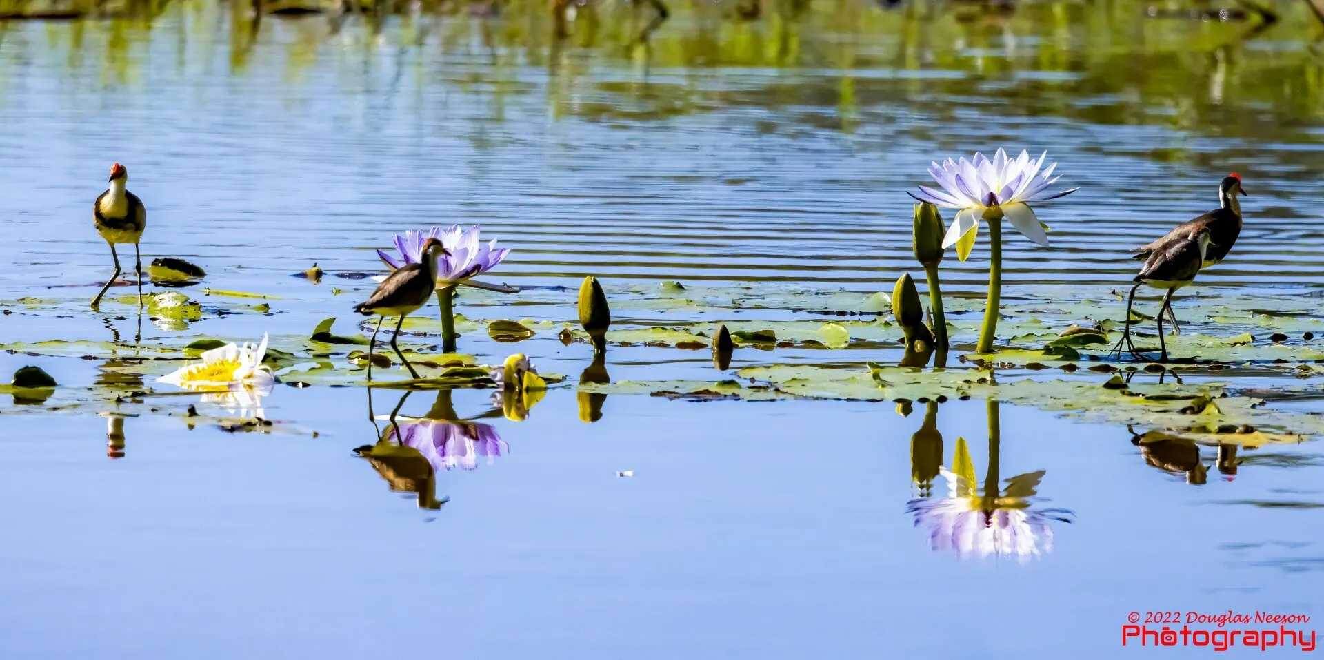 Jacanas on Water Lillies