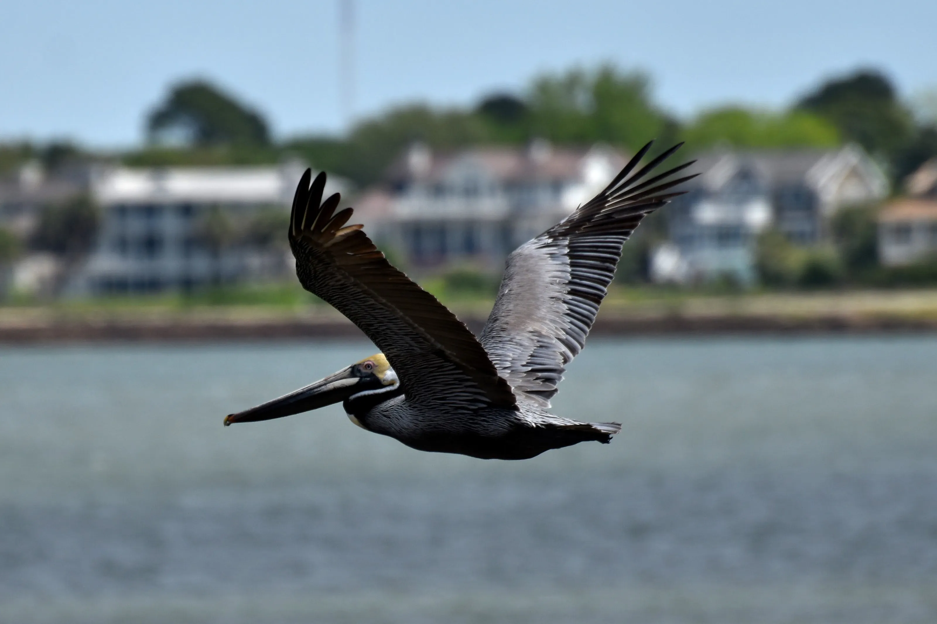 Pelican