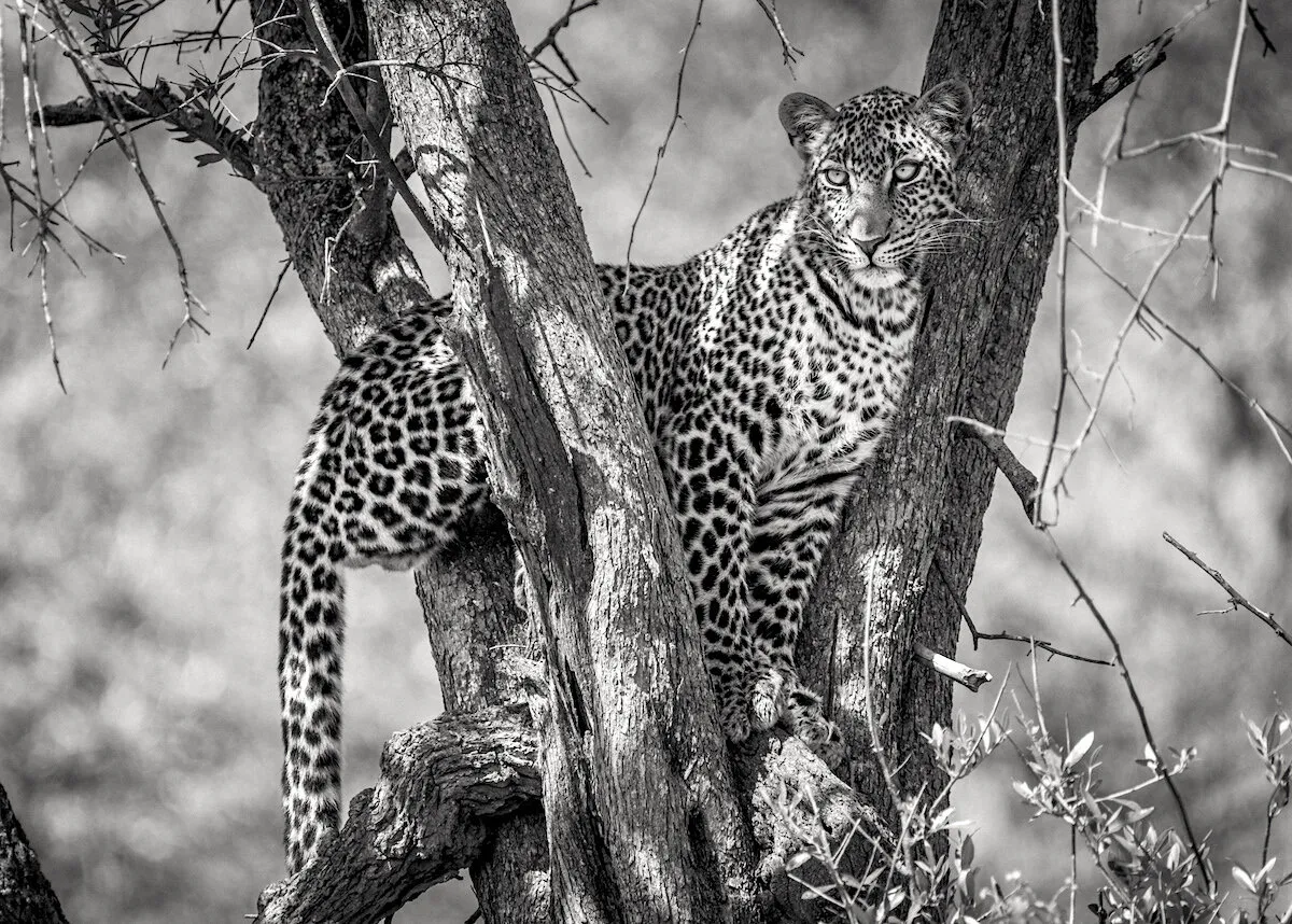 On The Lookout